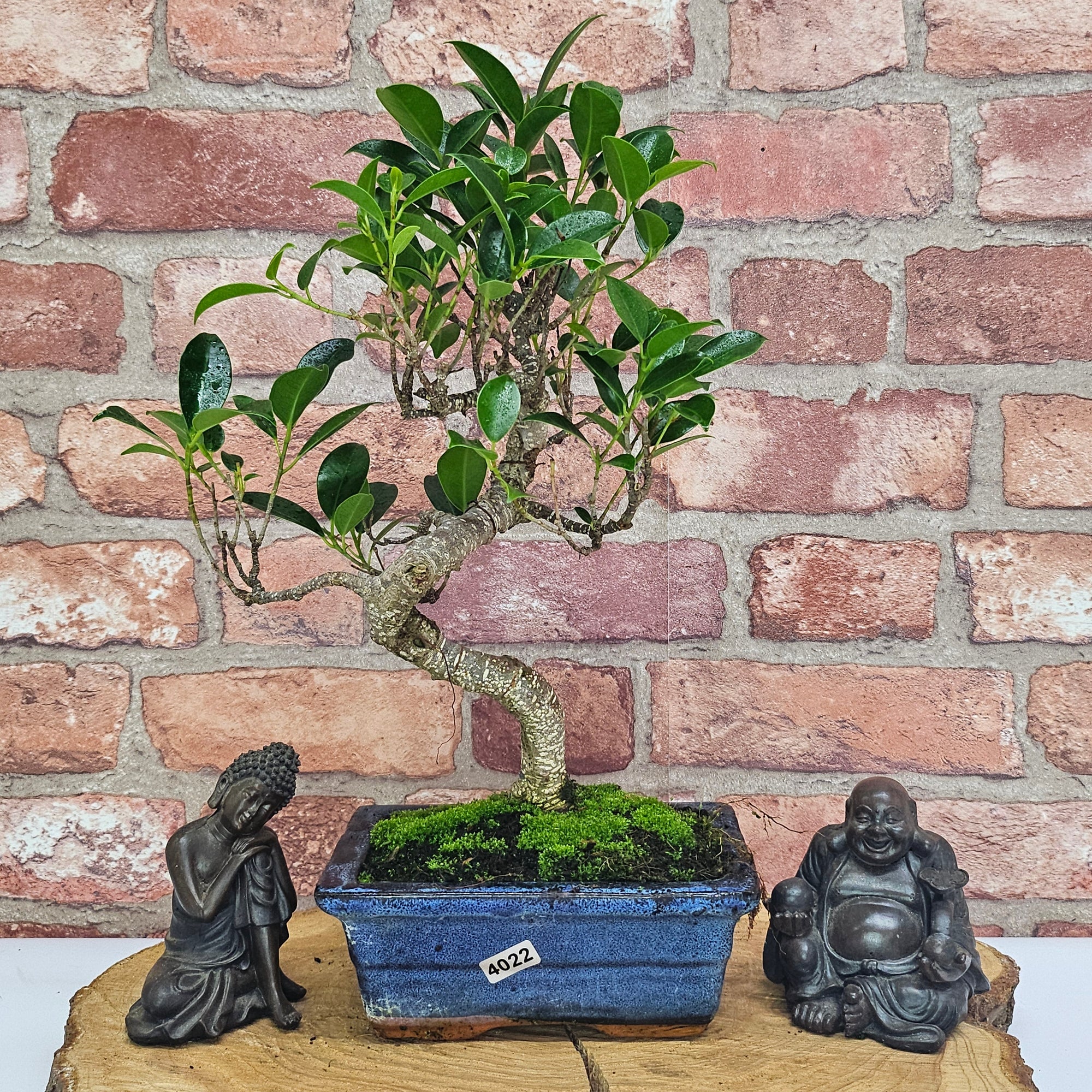 Ficus Microcarpa (Banyan Fig) Indoor Bonsai Tree | Shaped | In 15cm Pot  S25884