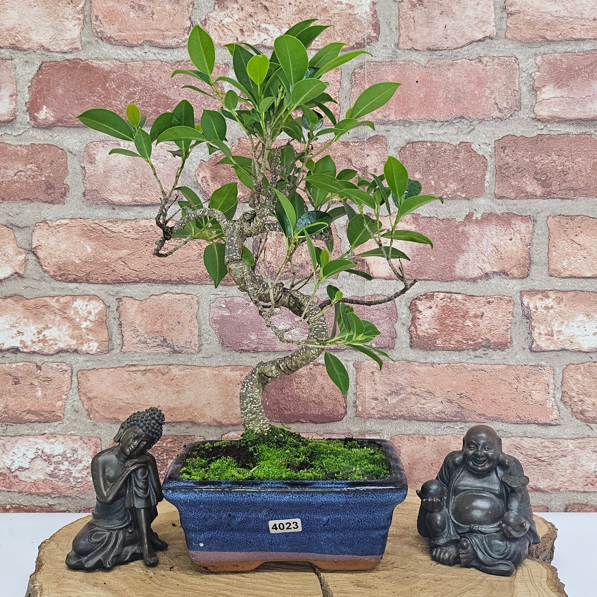 Ficus Microcarpa (Banyan Fig) Indoor Bonsai Tree | Shaped | In 15cm Pot  S25884