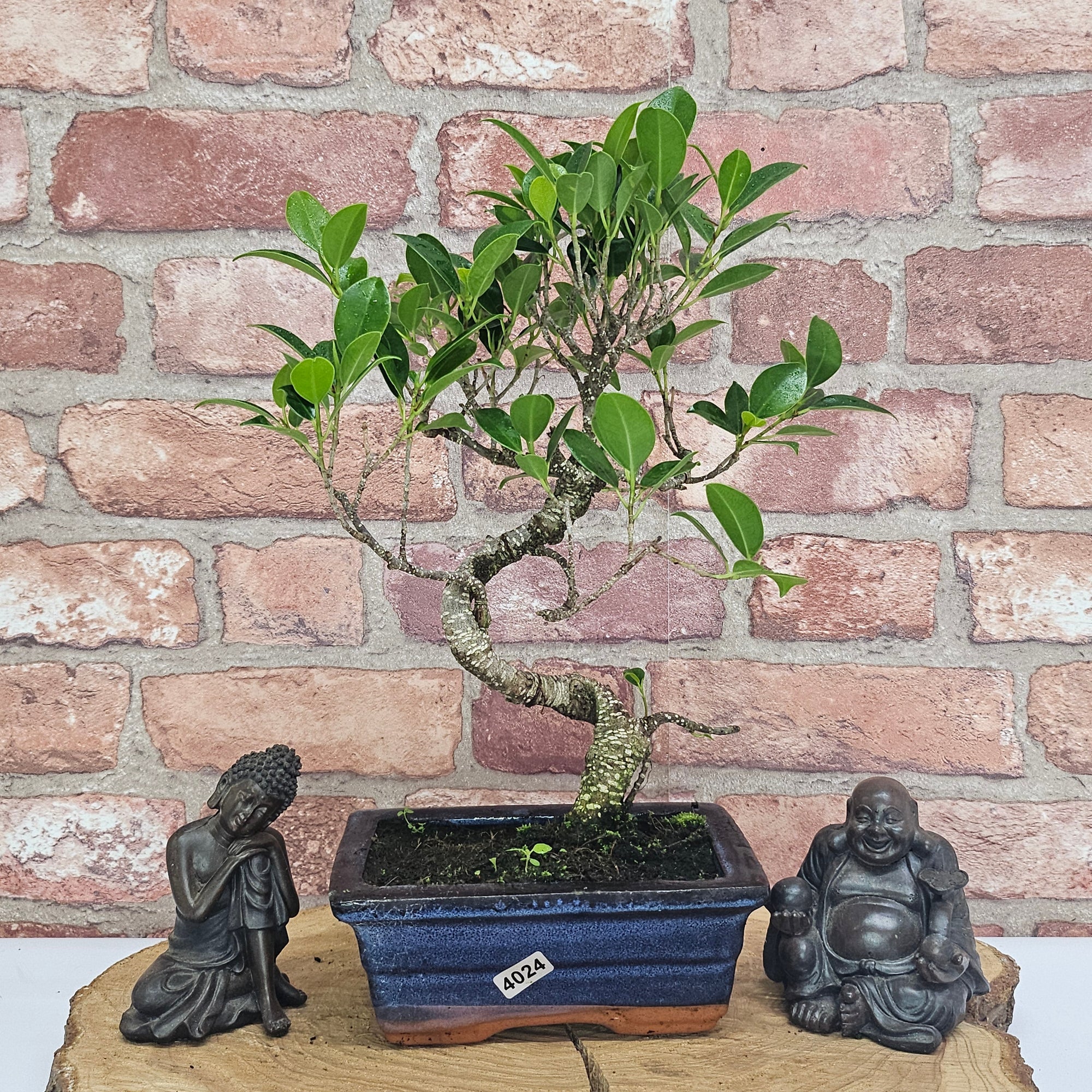 Ficus Microcarpa (Banyan Fig) Indoor Bonsai Tree | Shaped | In 15cm Pot  S25884