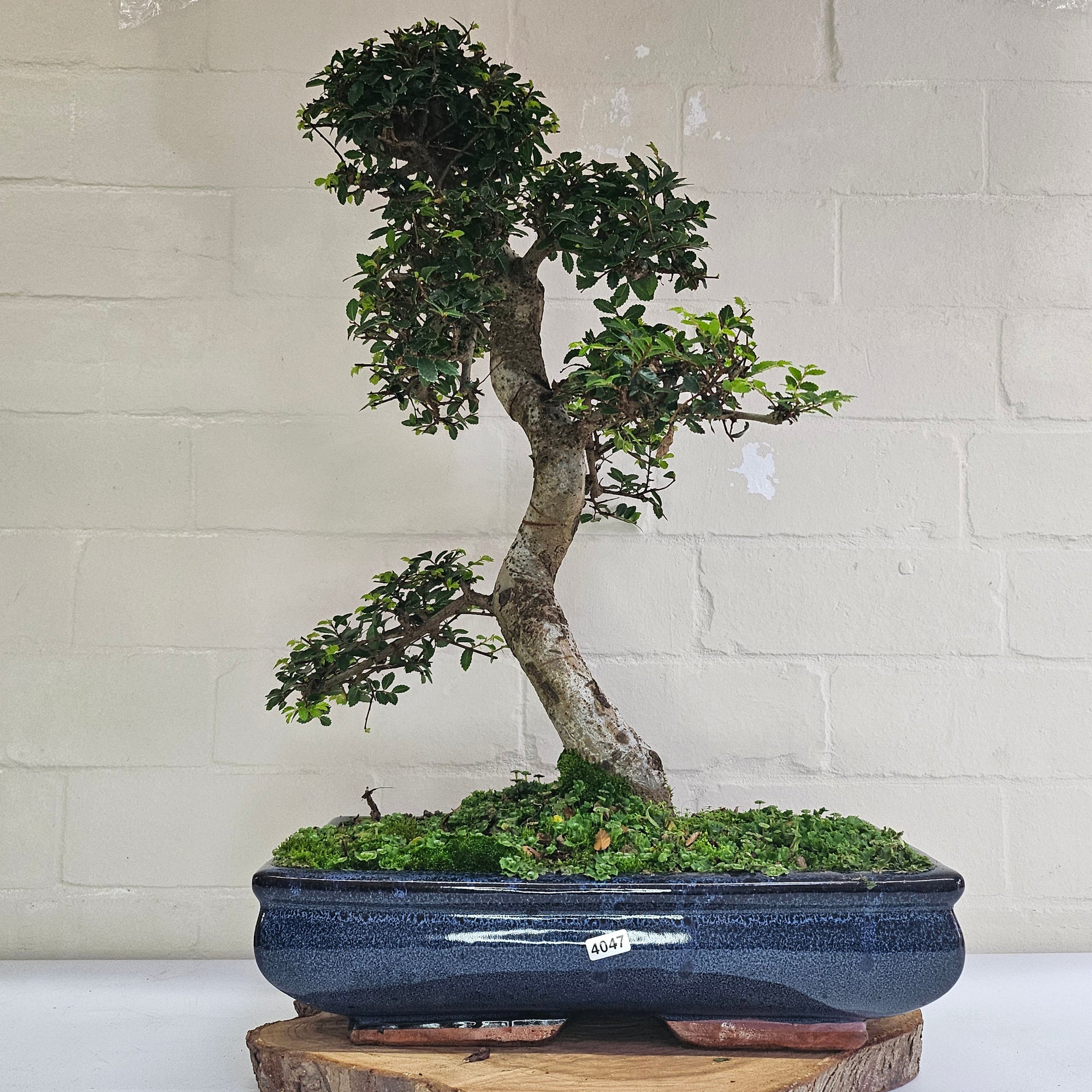 Large Chinese Elm (Ulmus Parvifolia) Bonsai Tree | Shaped | In 35cm Pot  | S251961
