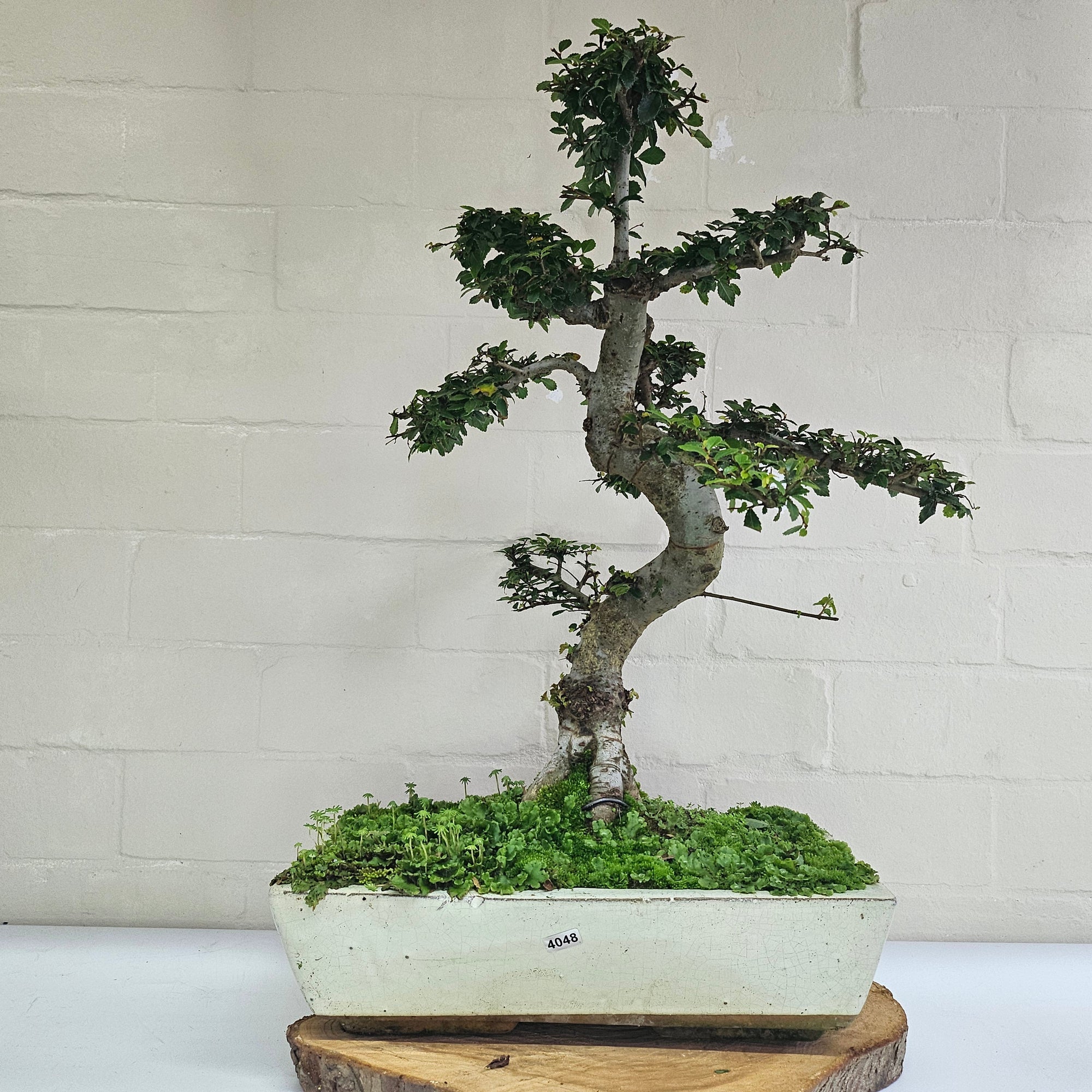 Large Chinese Elm (Ulmus Parvifolia) Bonsai Tree | Shaped | In 35cm Pot  | S251961