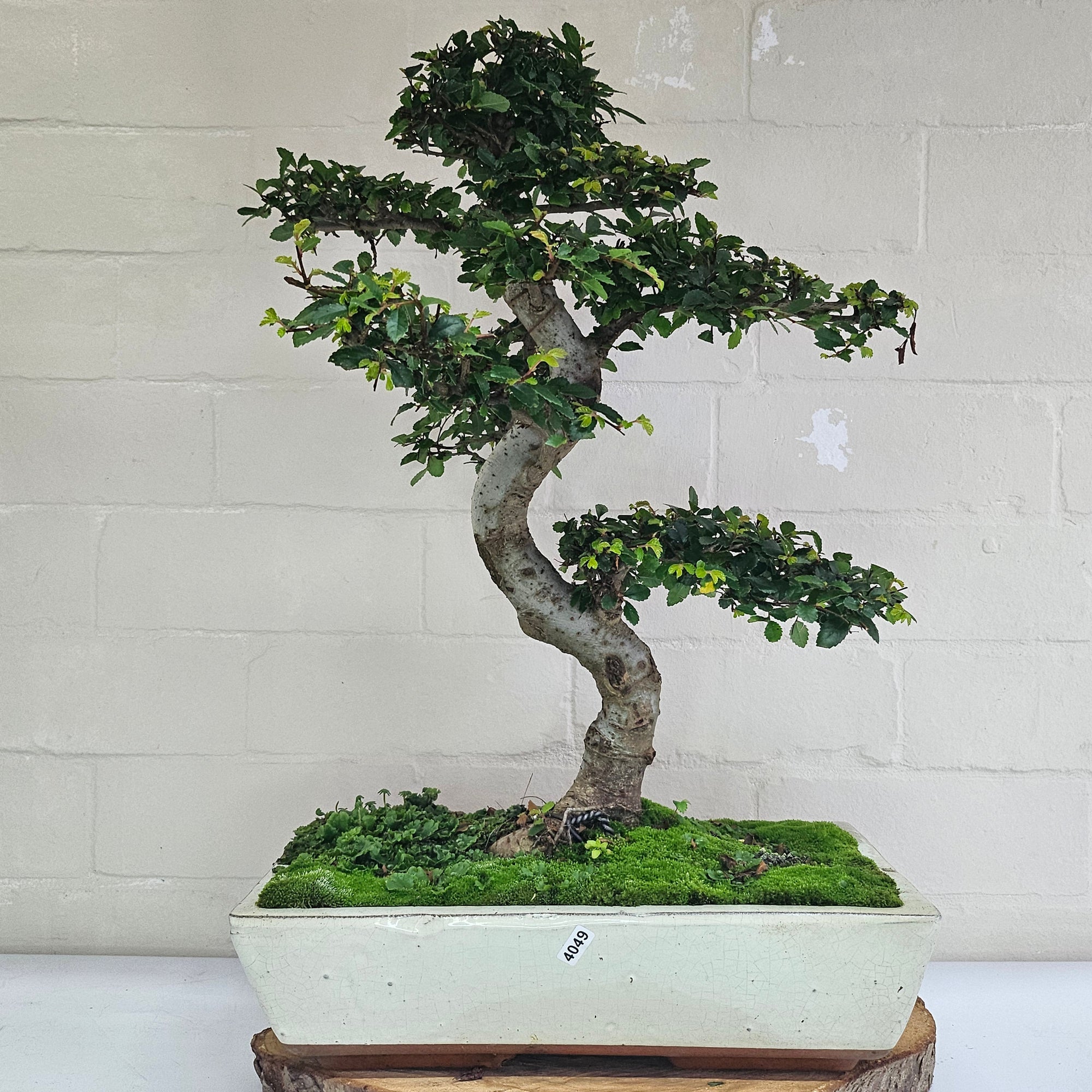 Large Chinese Elm (Ulmus Parvifolia) Bonsai Tree | Shaped | In 35cm Pot  | S251961
