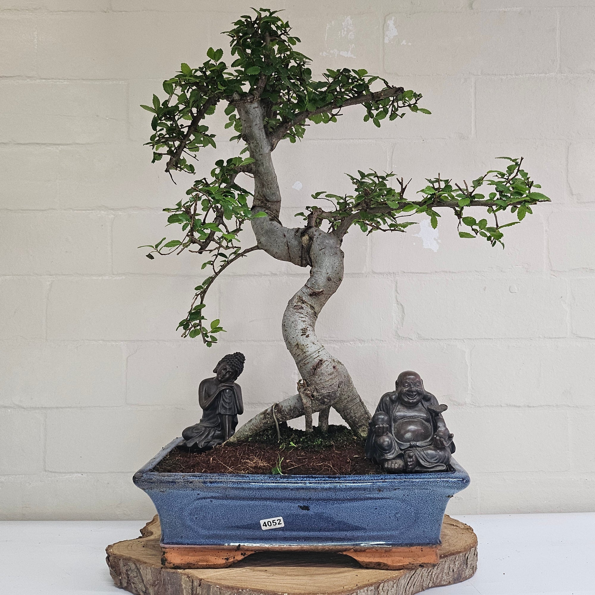 Chinese Elm (Ulmus Parvifolia) Bonsai Tree | Shaped | In 30cm Pot  | S251972