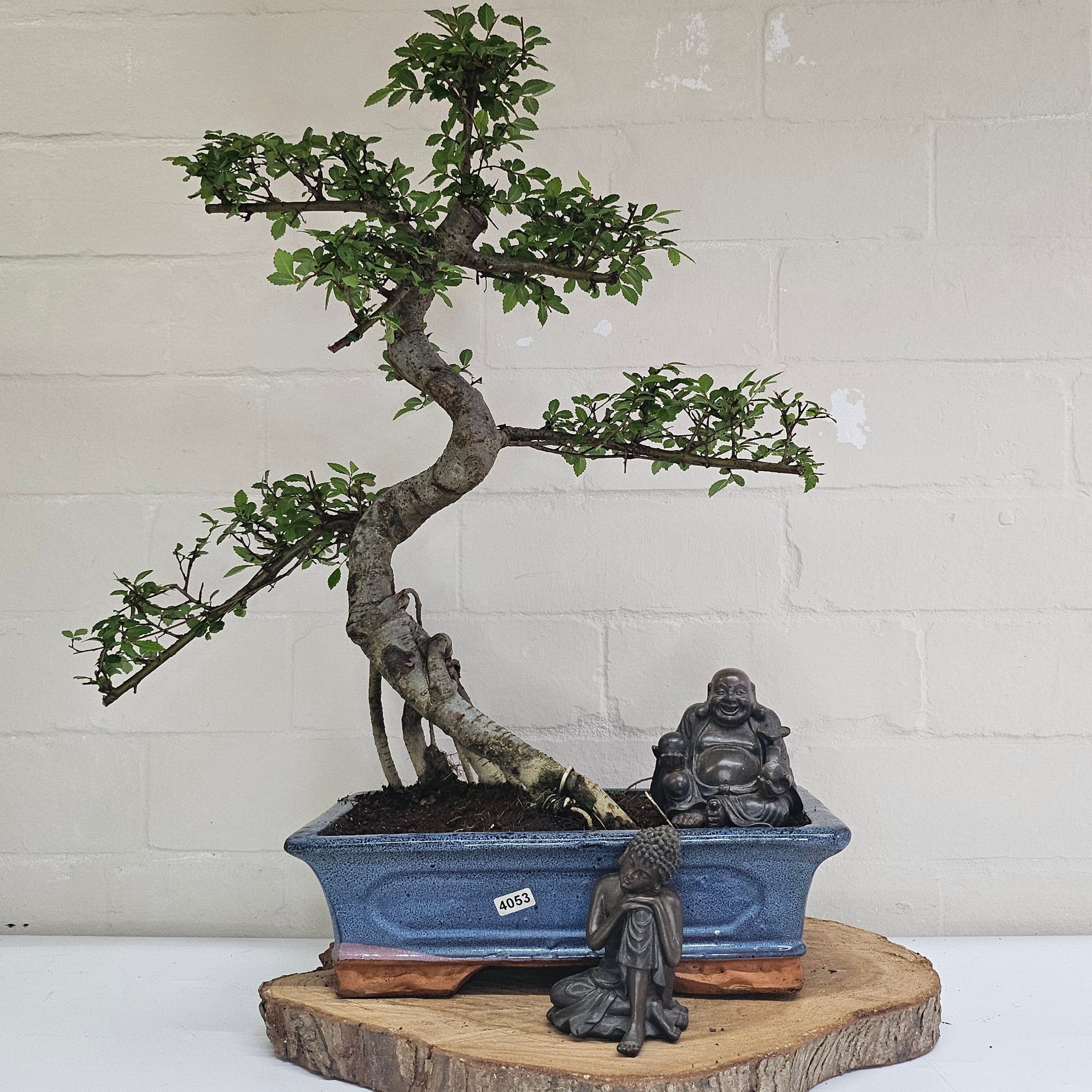 Chinese Elm (Ulmus Parvifolia) Bonsai Tree | Shaped | In 30cm Pot  | S251972