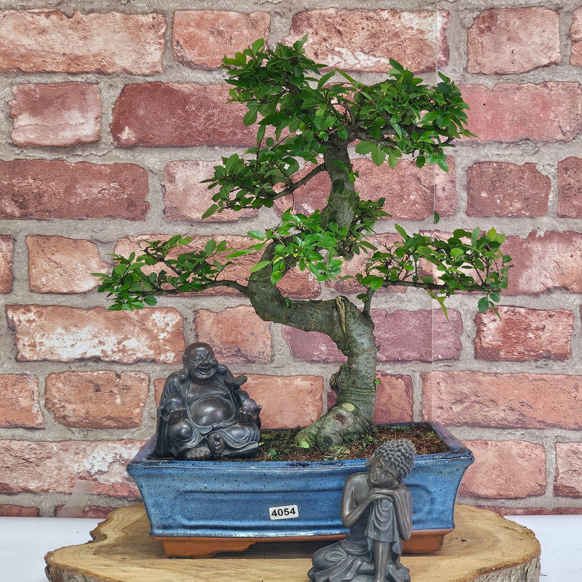 Chinese Elm (Ulmus Parvifolia) Bonsai Tree | Shaped | In 25cm Pot  | S251971