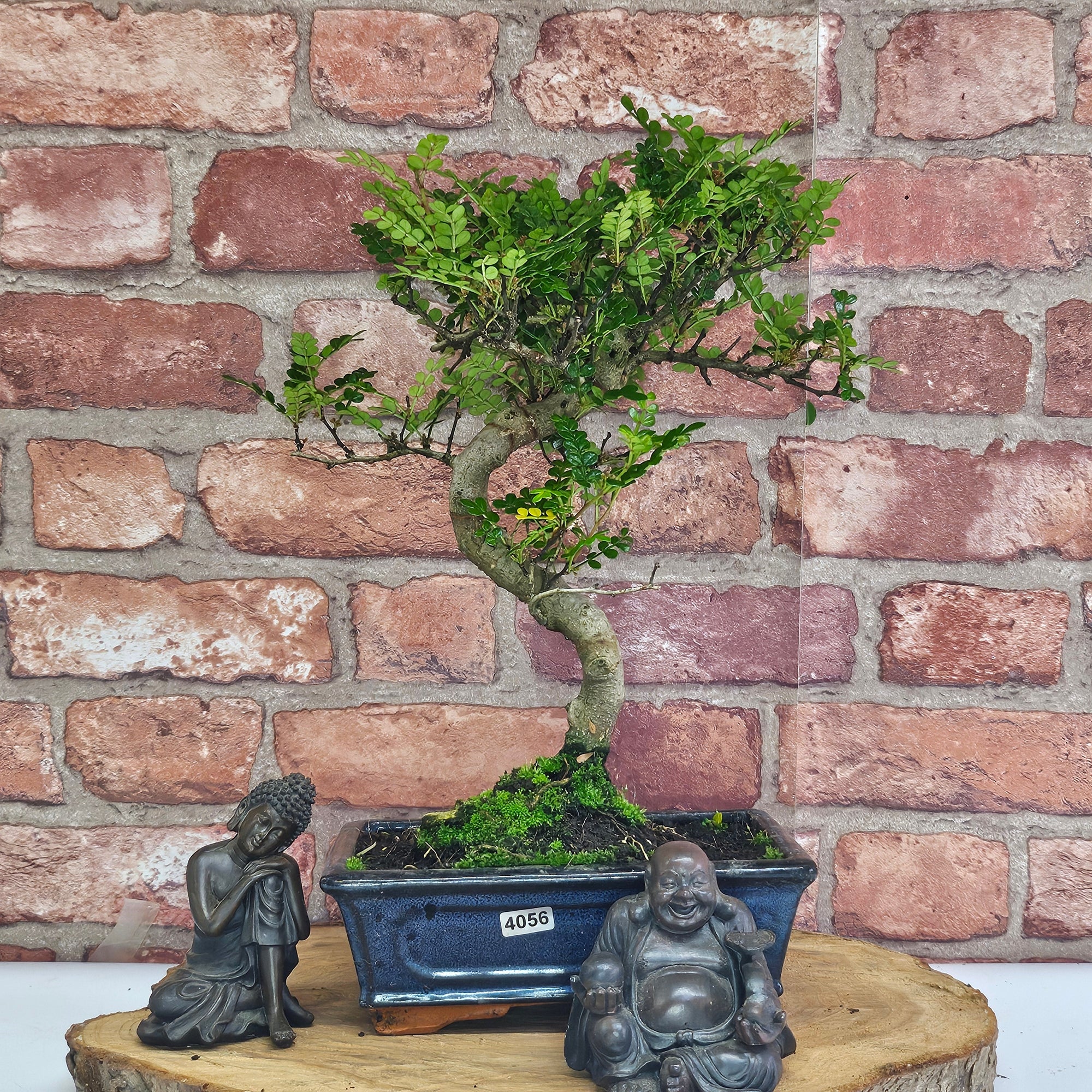 Chinese Pepper (Zanthoxylum Pipertum) Bonsai Tree | Shaped | In 20cm Pot   | S251967