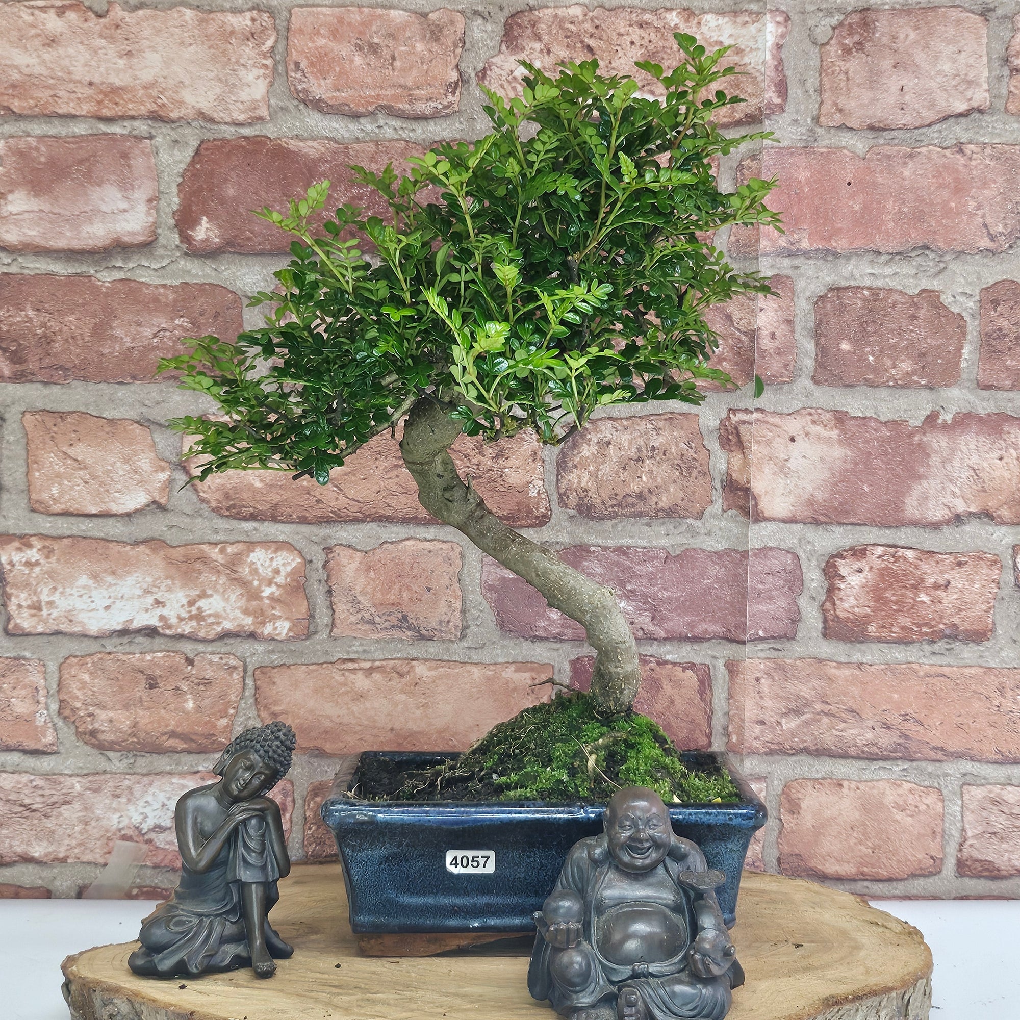 Chinese Pepper (Zanthoxylum Pipertum) Bonsai Tree | Shaped | In 20cm Pot   | S251967