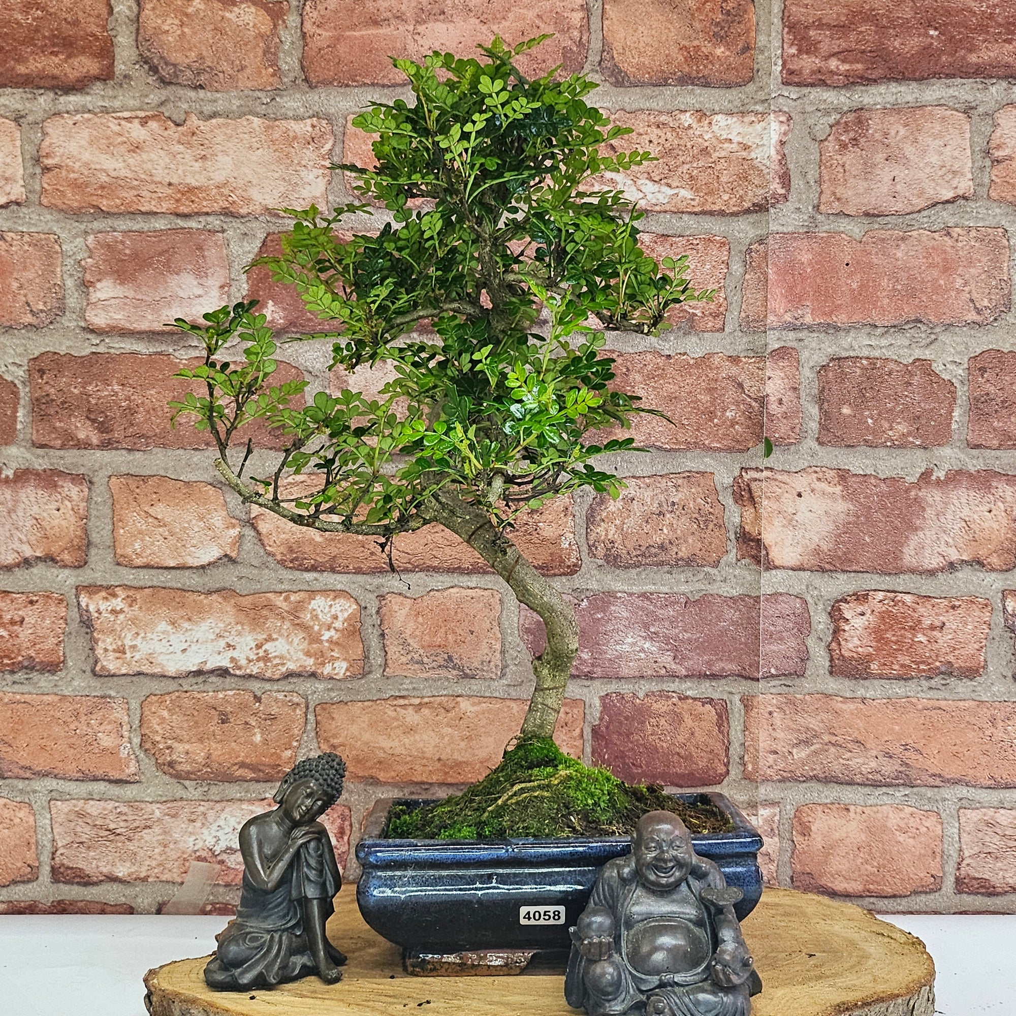 Chinese Pepper (Zanthoxylum Pipertum) Bonsai Tree | Shaped | In 20cm Pot   | S251967