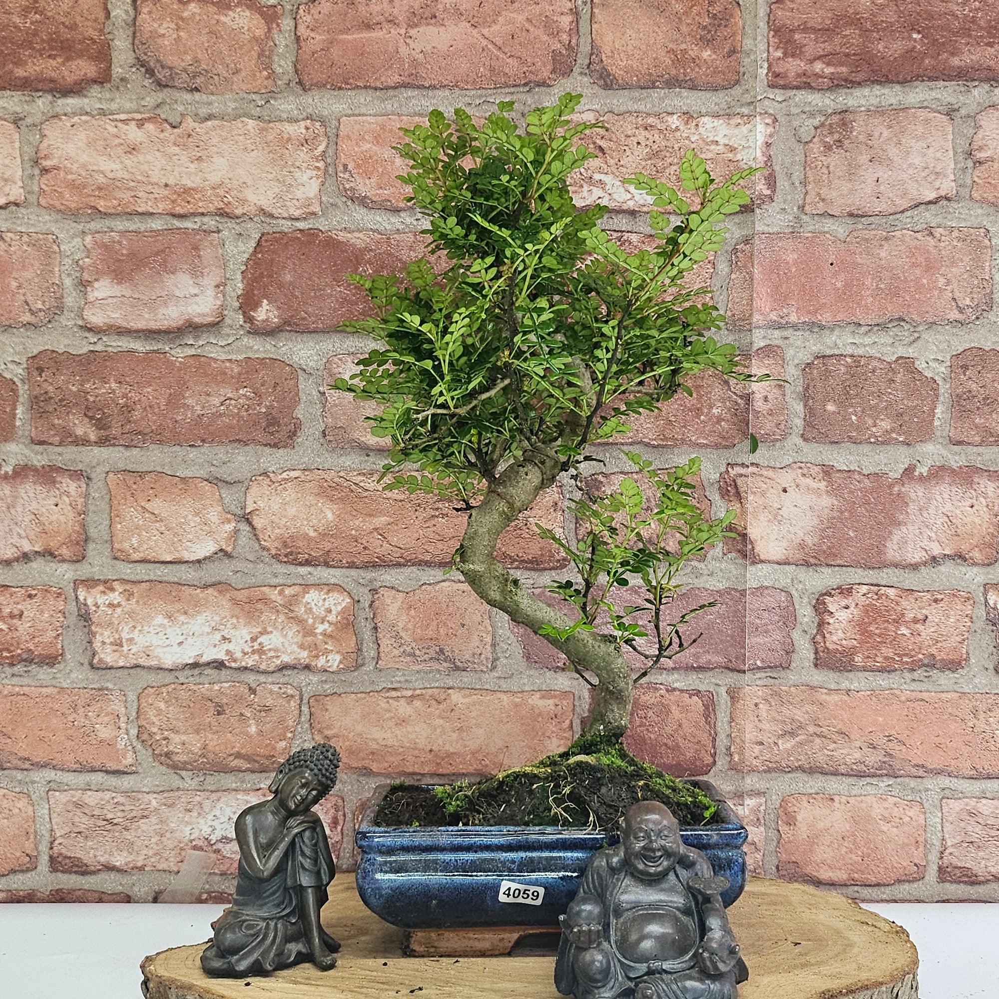 Chinese Pepper (Zanthoxylum Pipertum) Bonsai Tree | Shaped | In 20cm Pot   | S251967