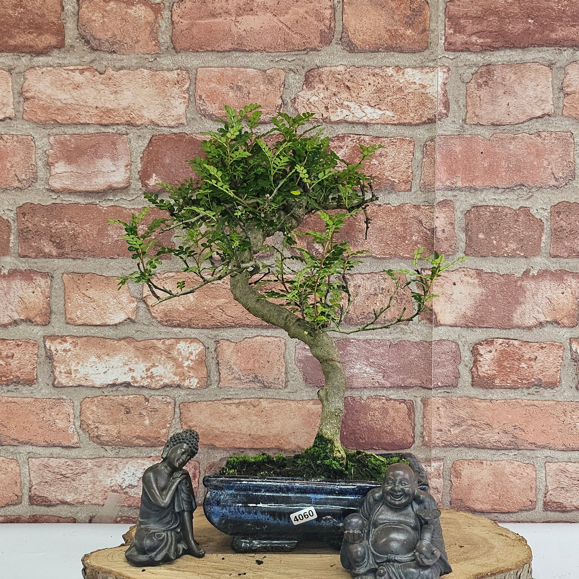 Chinese Pepper (Zanthoxylum Pipertum) Bonsai Tree | Shaped | In 20cm Pot   | S251967