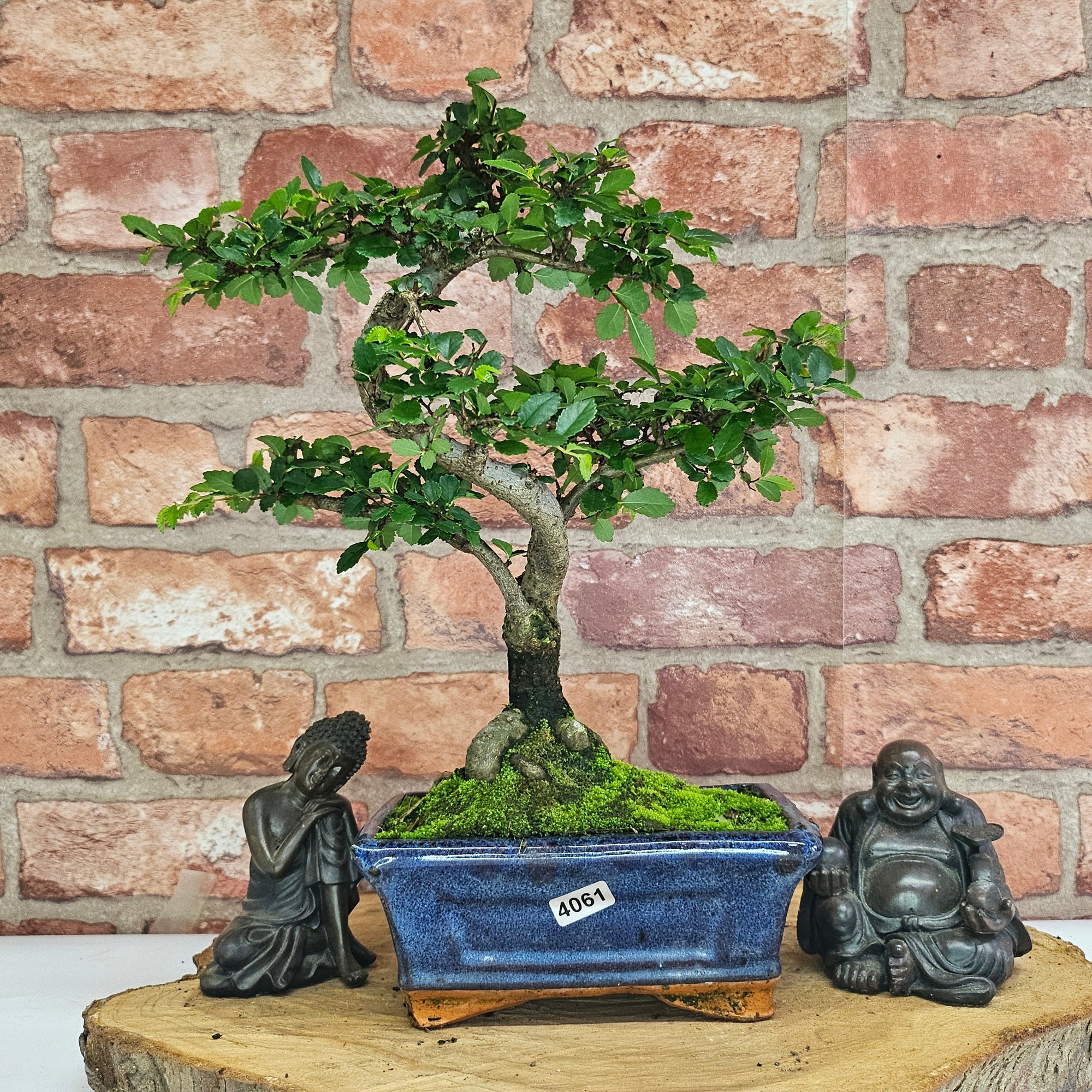 Chinese Elm (Ulmus Parvifolia) Bonsai Tree | Shaped | In 15cm Pot  | S251975