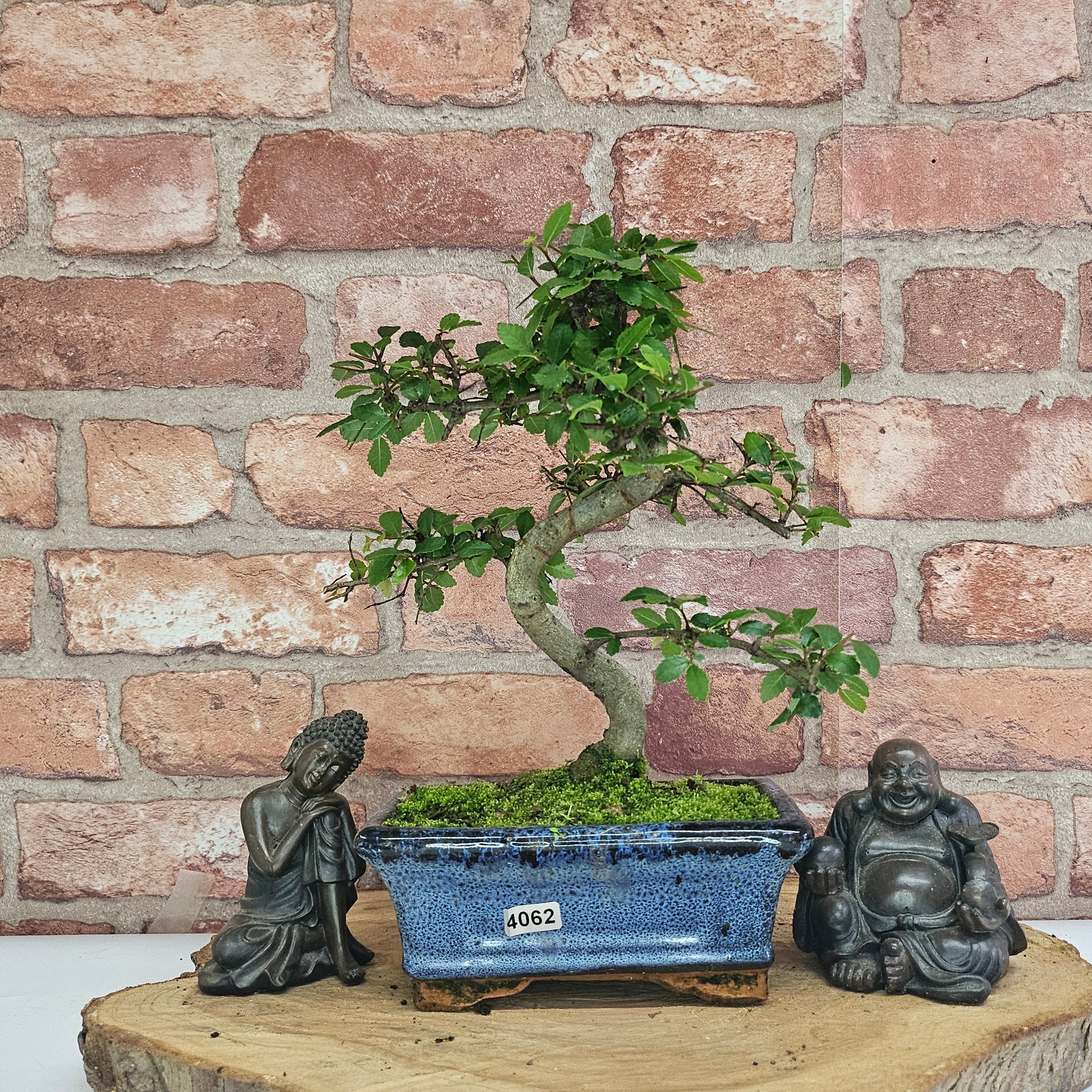 Chinese Elm (Ulmus Parvifolia) Bonsai Tree | Shaped | In 15cm Pot  | S251975