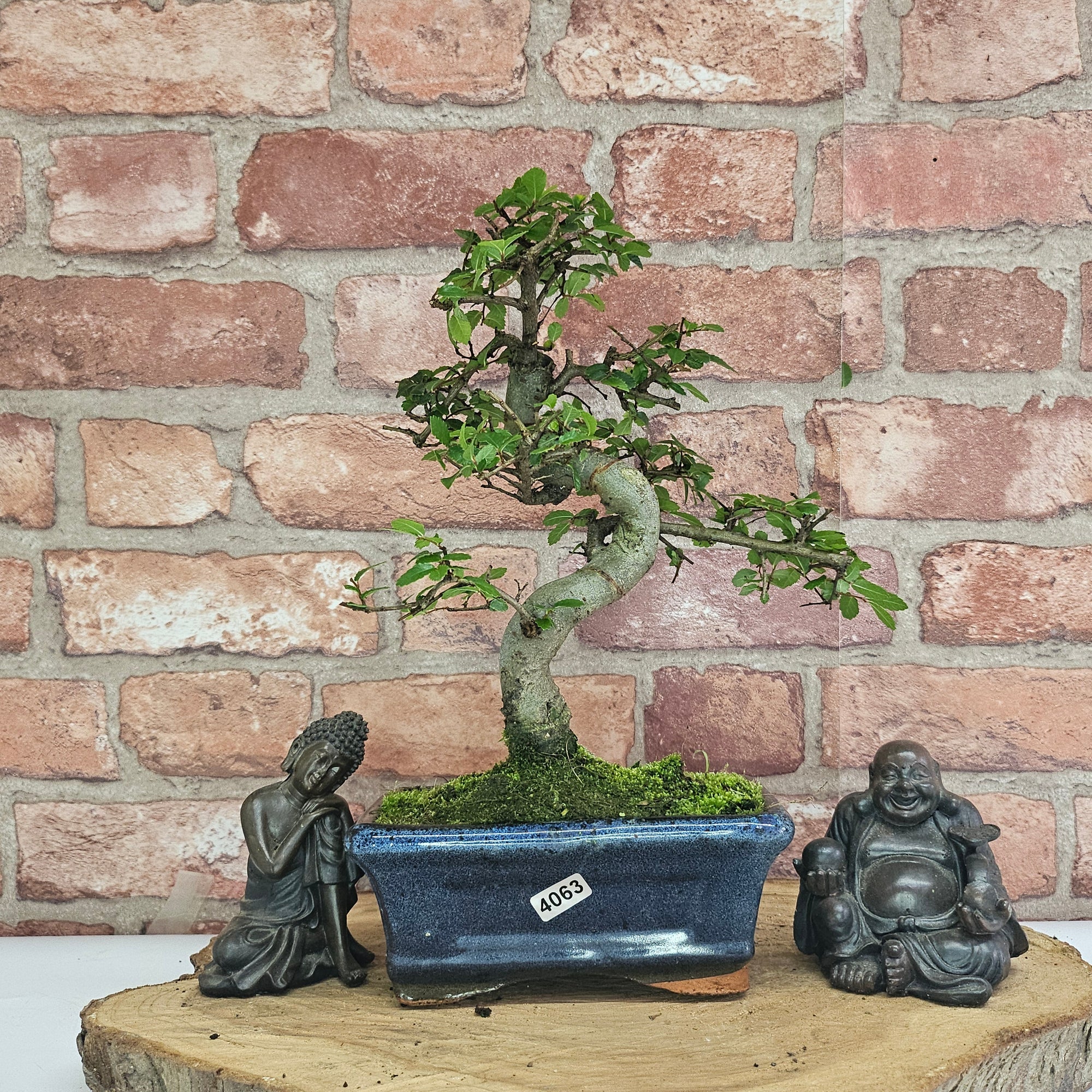 Chinese Elm (Ulmus Parvifolia) Bonsai Tree | Shaped | In 15cm Pot  | S251975