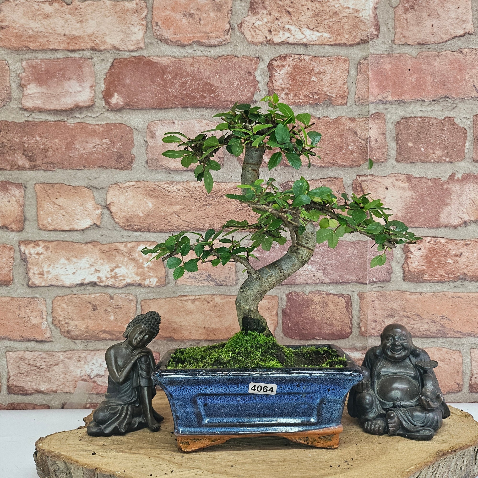 Chinese Elm (Ulmus Parvifolia) Bonsai Tree | Shaped | In 15cm Pot  | S251975