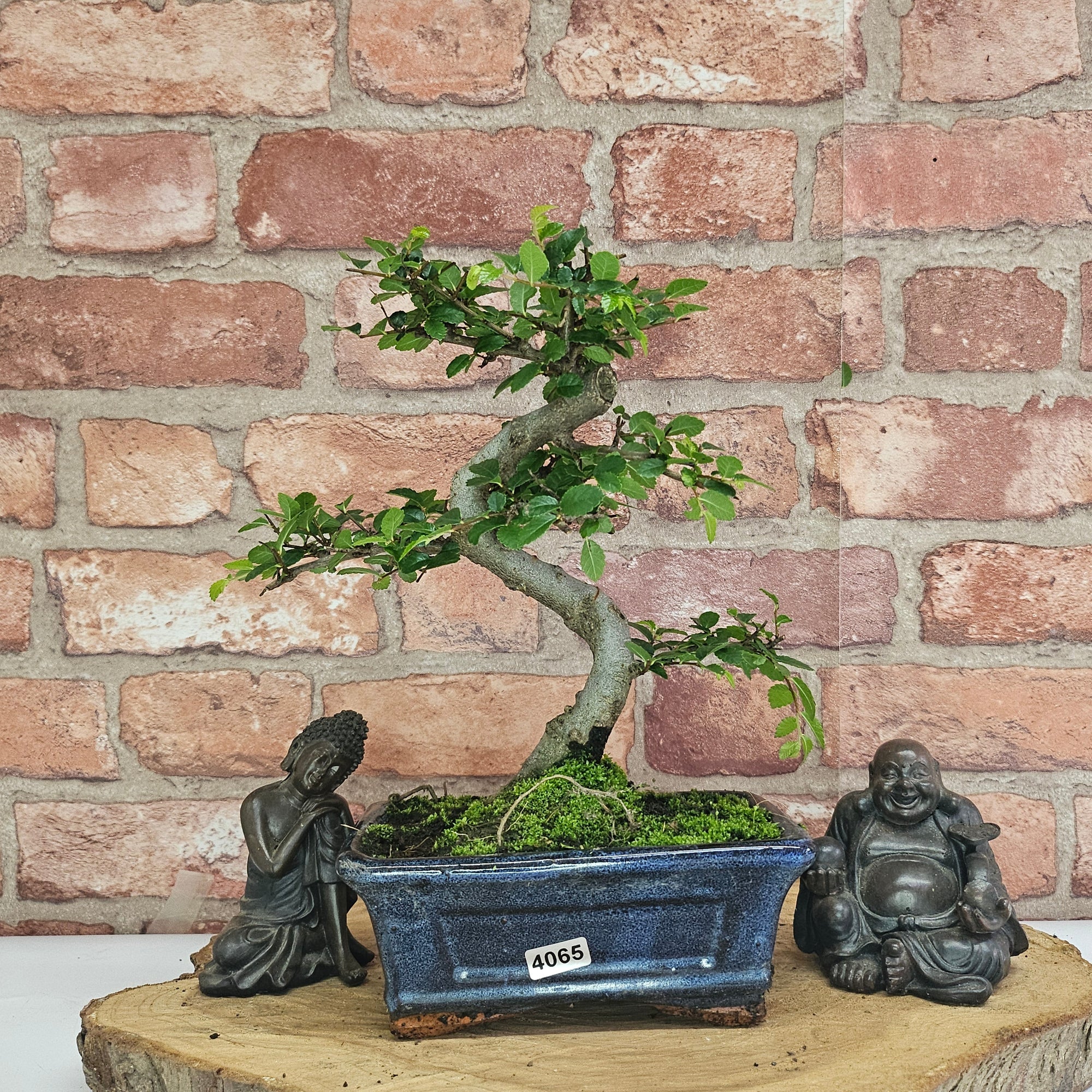 Chinese Elm (Ulmus Parvifolia) Bonsai Tree | Shaped | In 15cm Pot  | S251975