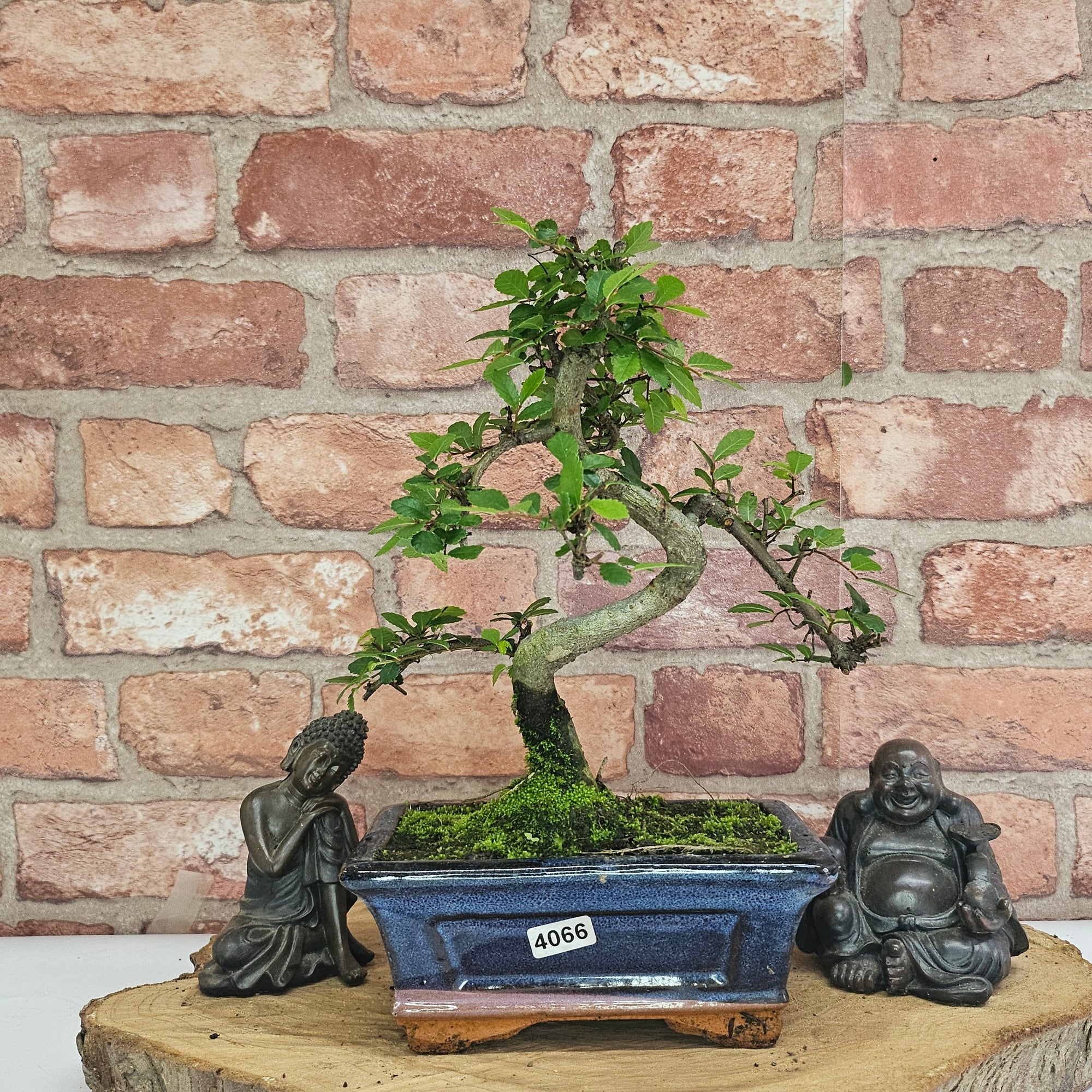 Chinese Elm (Ulmus Parvifolia) Bonsai Tree | Shaped | In 15cm Pot  | S251975