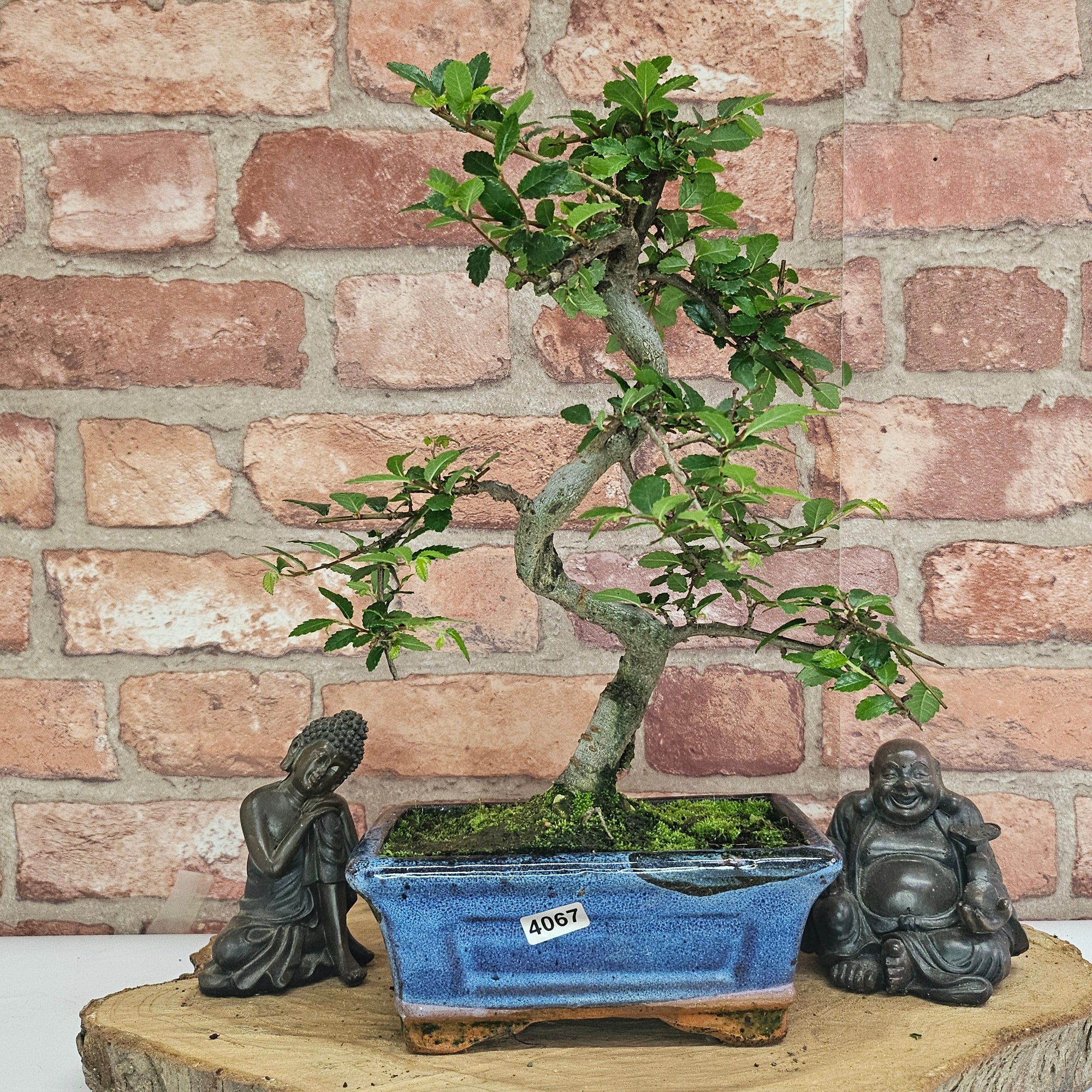 Chinese Elm (Ulmus Parvifolia) Bonsai Tree | Shaped | In 15cm Pot  | S251975
