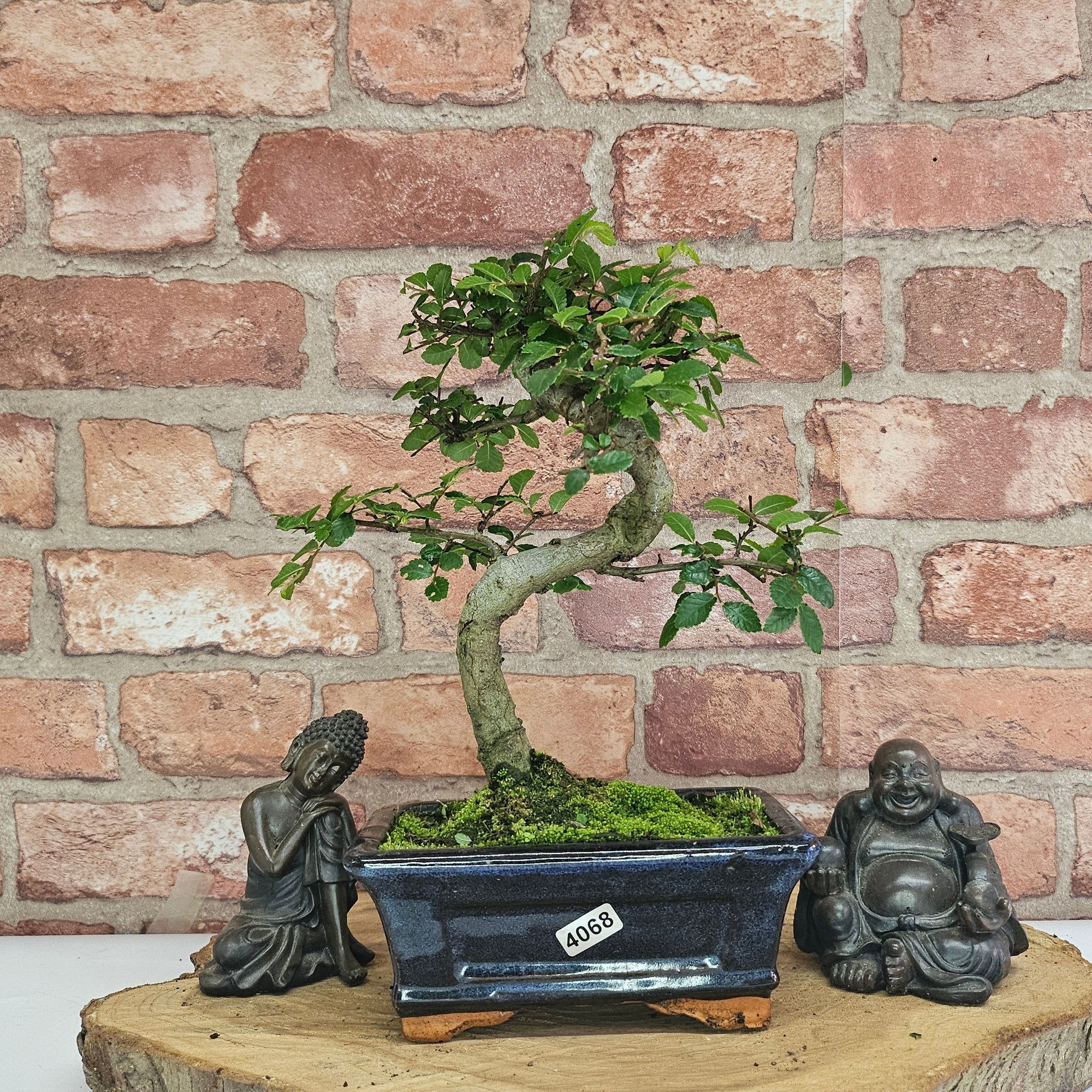 Chinese Elm (Ulmus Parvifolia) Bonsai Tree | Shaped | In 15cm Pot  | S251975
