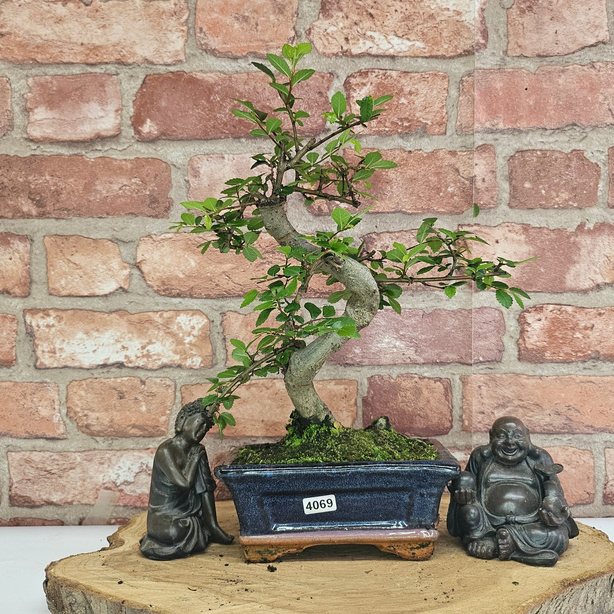 Chinese Elm (Ulmus Parvifolia) Bonsai Tree | Shaped | In 15cm Pot  | S251975