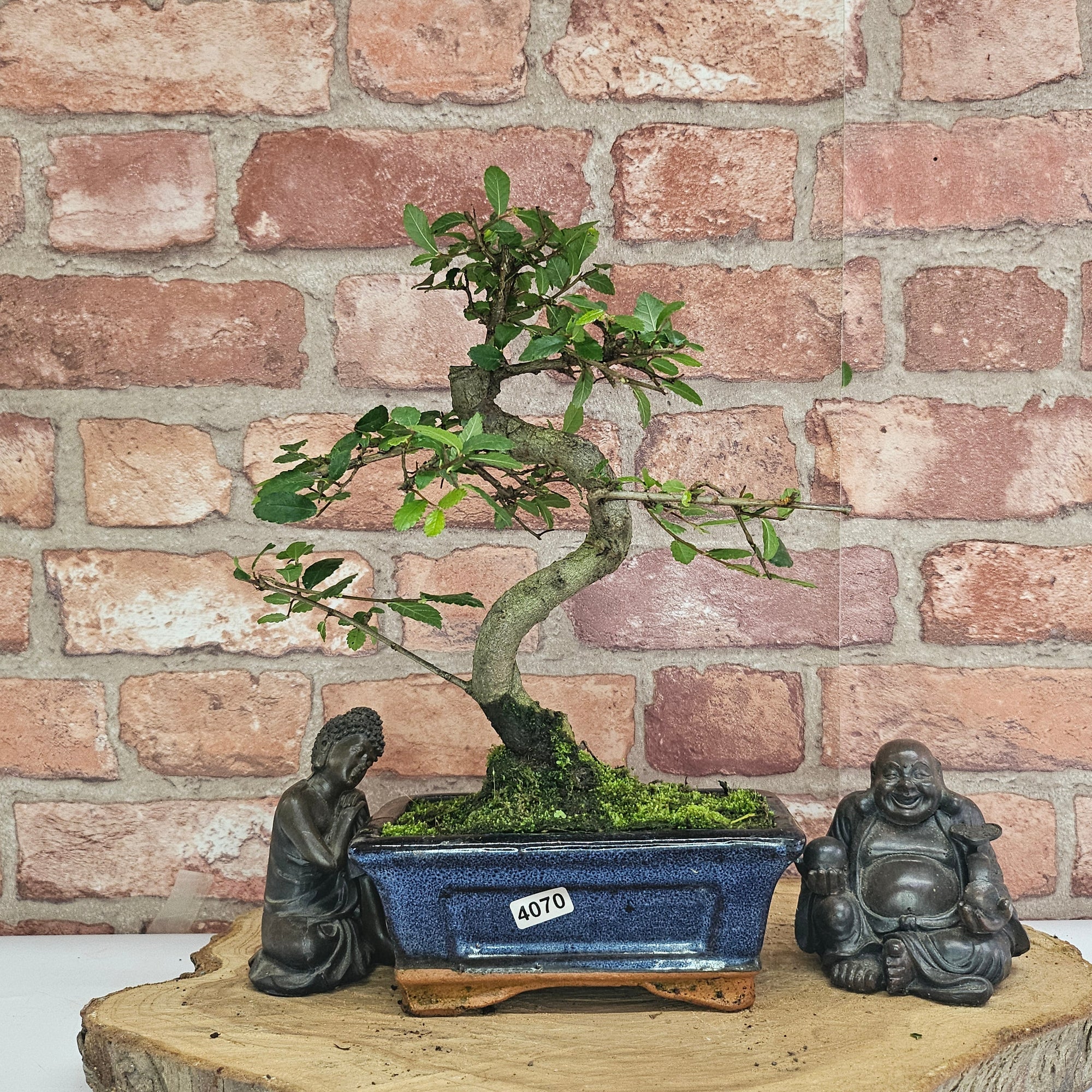 Chinese Elm (Ulmus Parvifolia) Bonsai Tree | Shaped | In 15cm Pot  | S251975