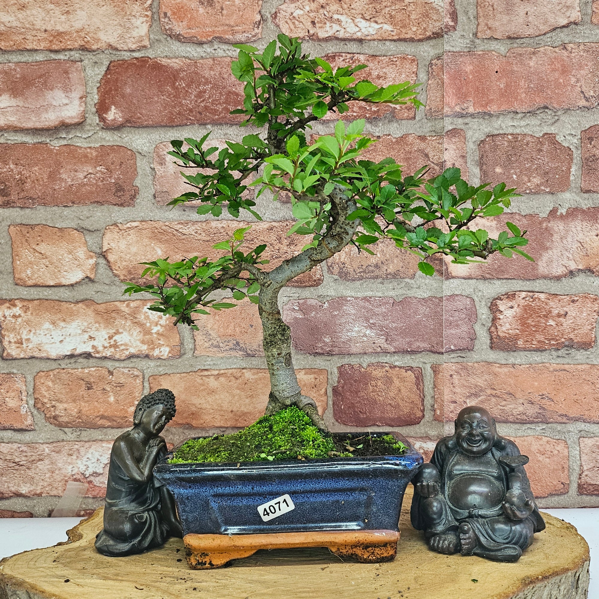 Chinese Elm (Ulmus Parvifolia) Bonsai Tree | Shaped | In 15cm Pot  | S251975