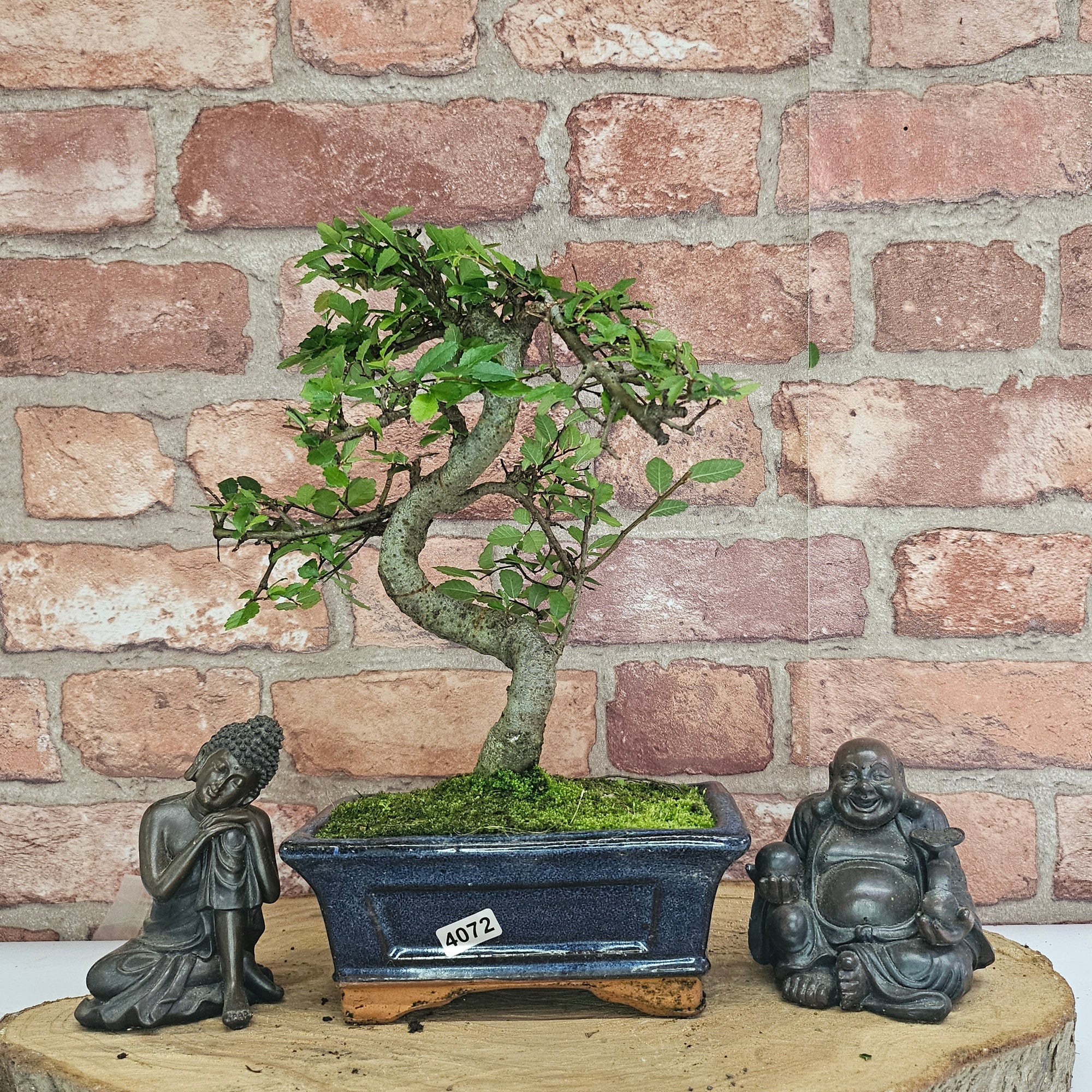 Chinese Elm (Ulmus Parvifolia) Bonsai Tree | Shaped | In 15cm Pot  | S251975