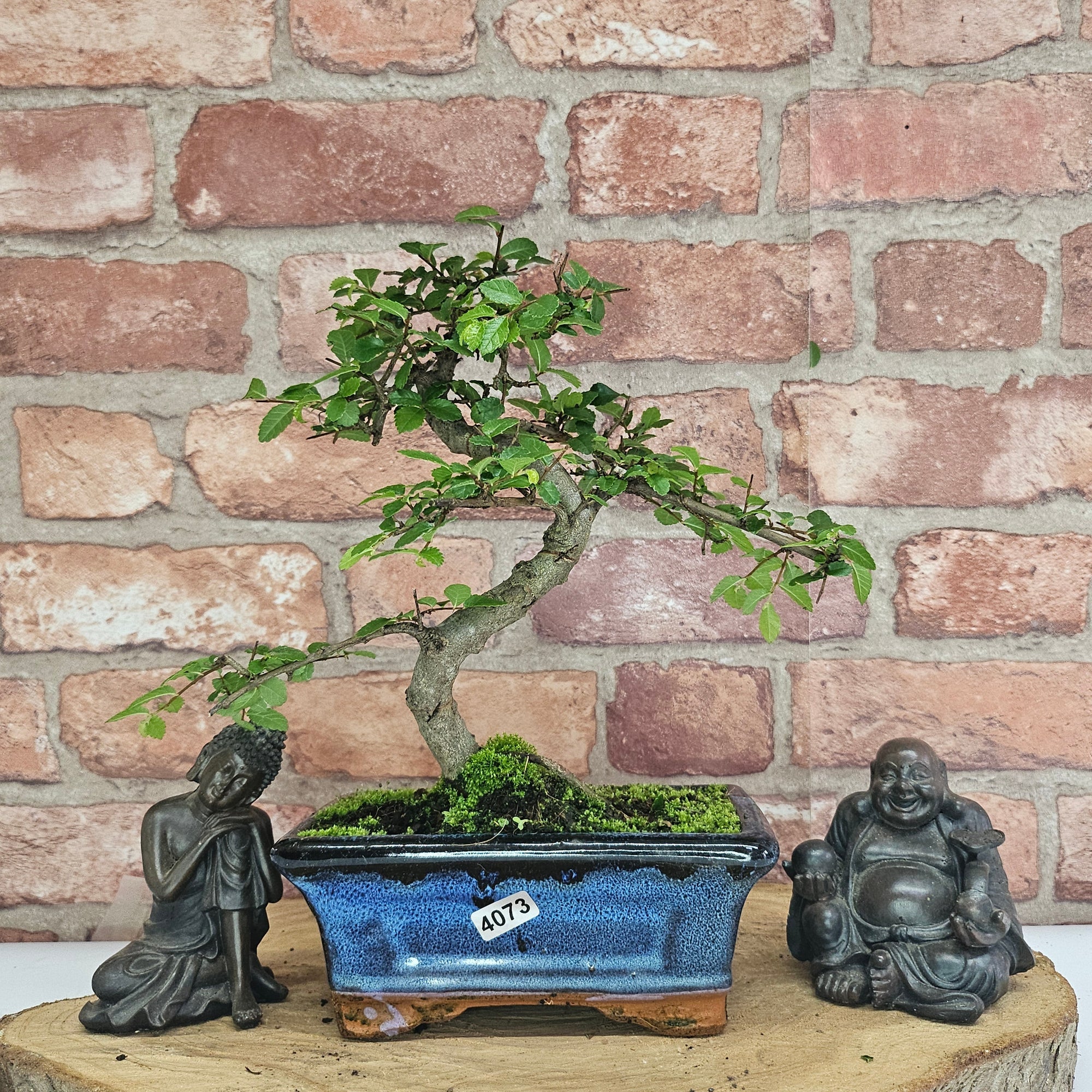Chinese Elm (Ulmus Parvifolia) Bonsai Tree | Shaped | In 15cm Pot  | S251975