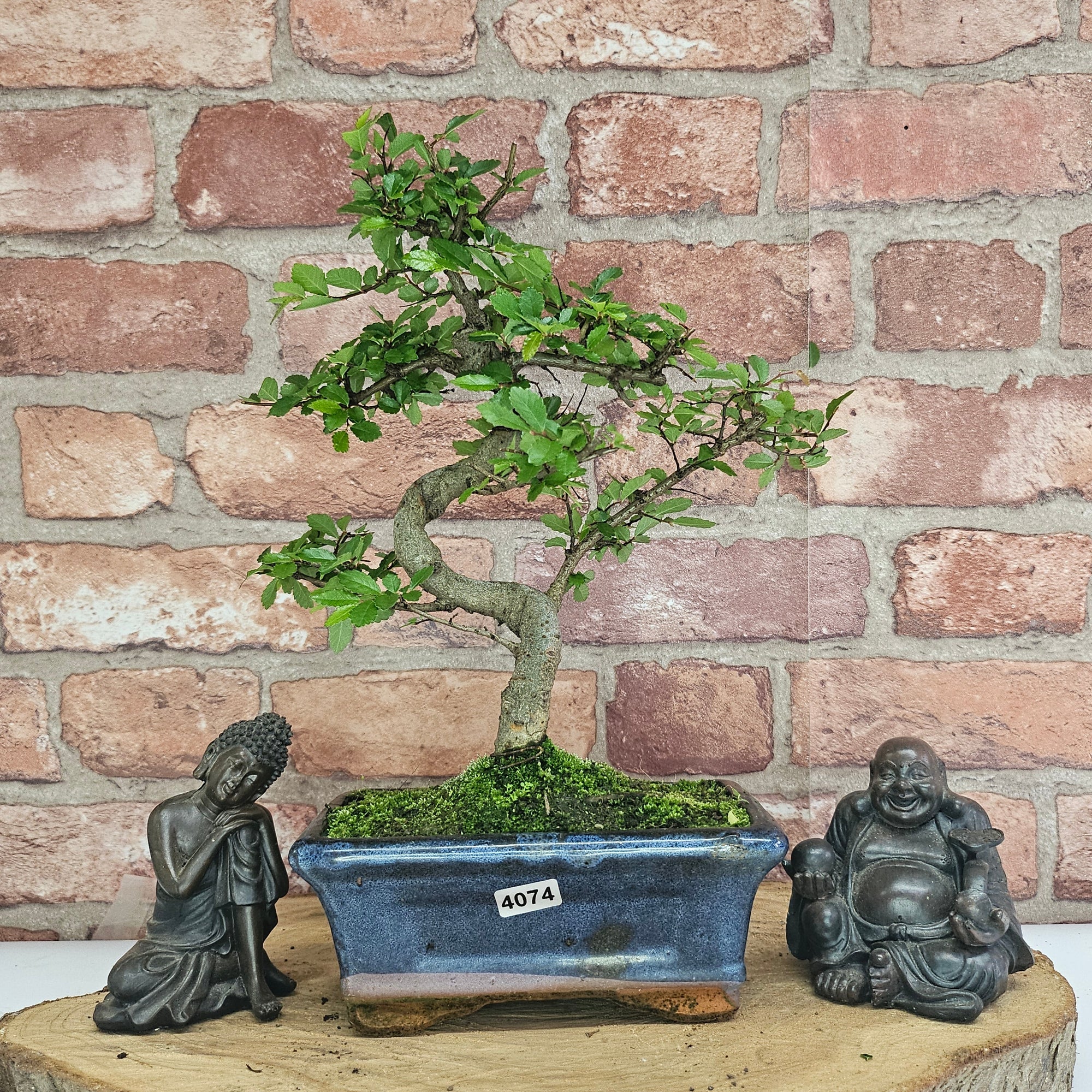 Chinese Elm (Ulmus Parvifolia) Bonsai Tree | Shaped | In 15cm Pot  | S251975