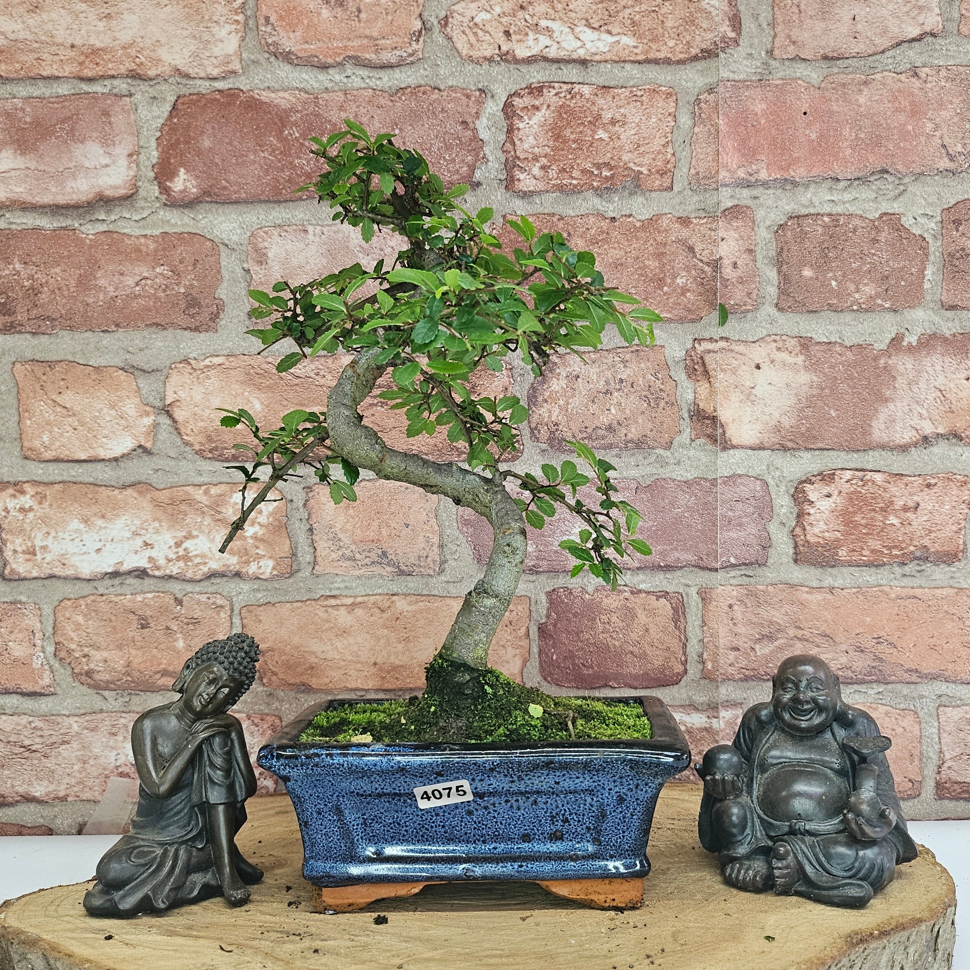 Chinese Elm (Ulmus Parvifolia) Bonsai Tree | Shaped | In 15cm Pot  | S251975