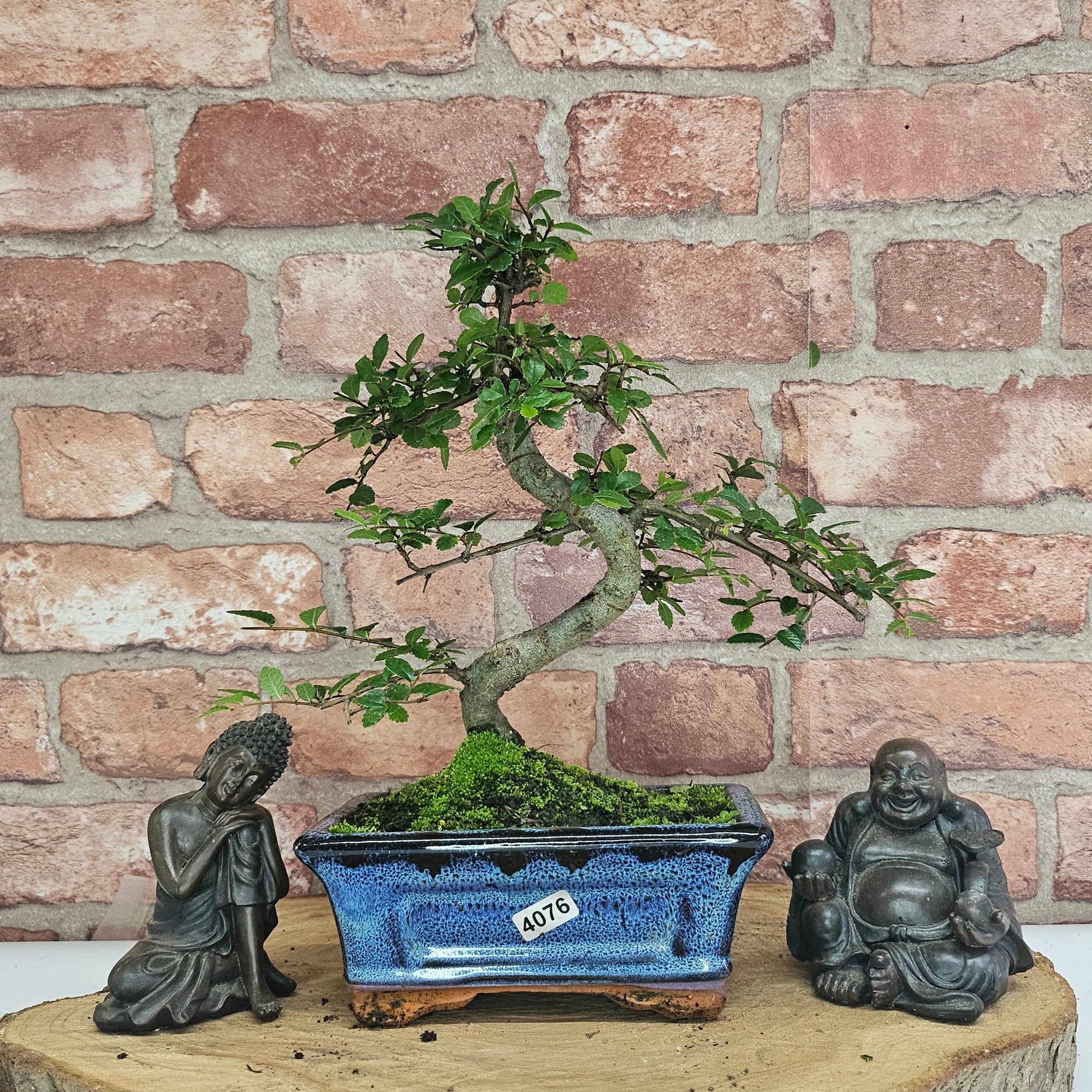 Chinese Elm (Ulmus Parvifolia) Bonsai Tree | Shaped | In 15cm Pot  | S251975