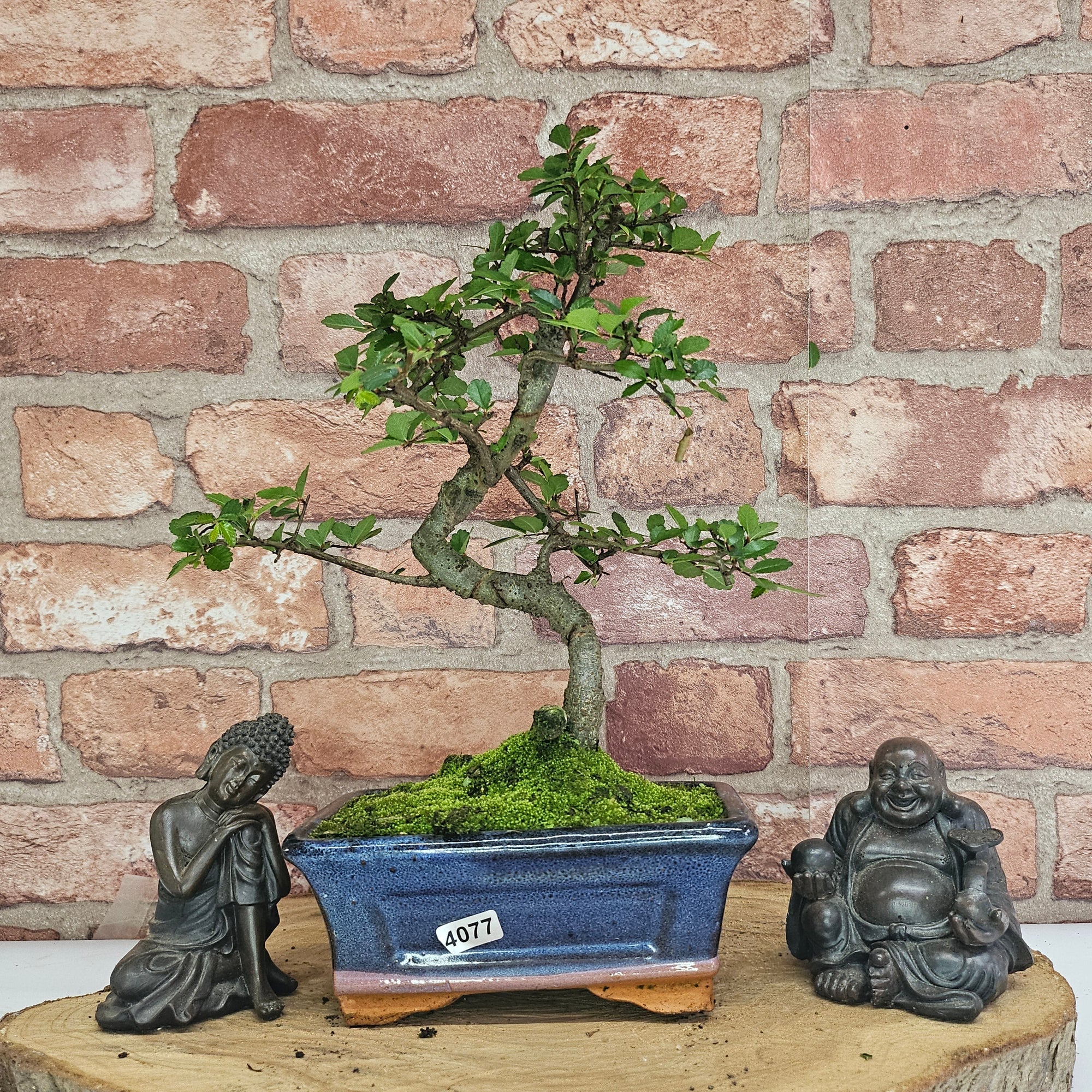 Chinese Elm (Ulmus Parvifolia) Bonsai Tree | Shaped | In 15cm Pot  | S251975
