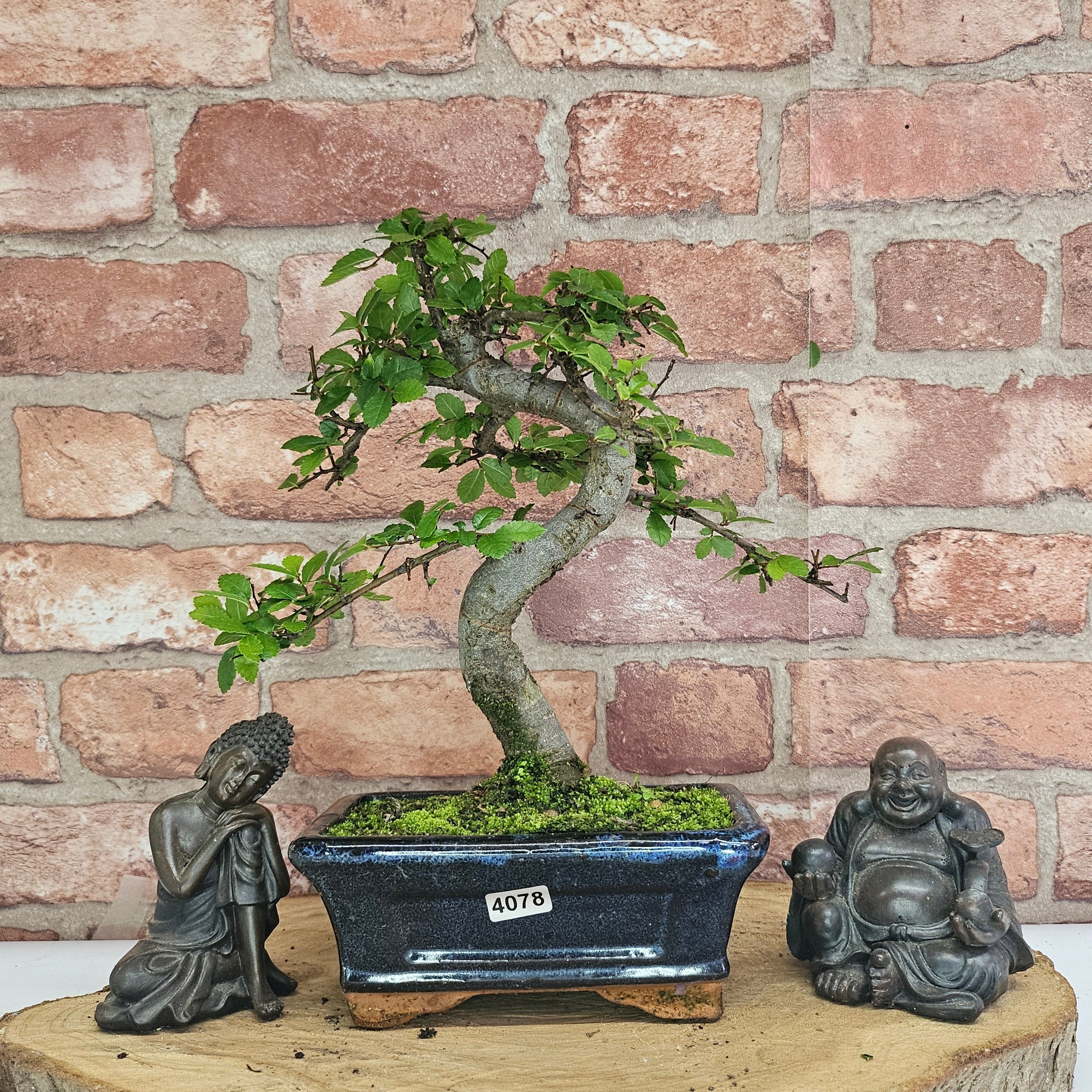 Chinese Elm (Ulmus Parvifolia) Bonsai Tree | Shaped | In 15cm Pot  | S251975