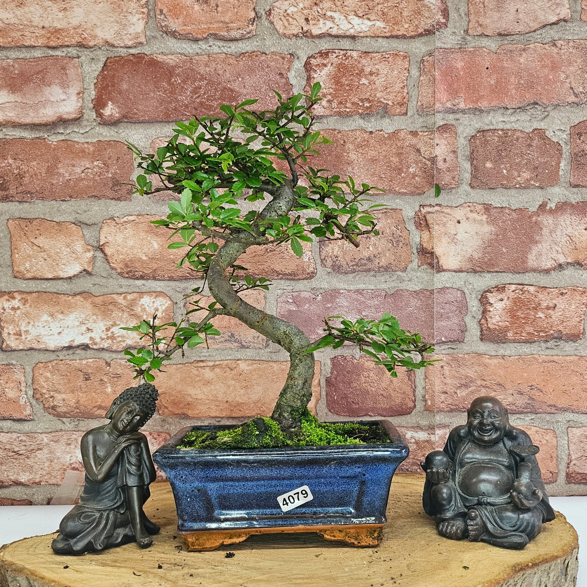 Chinese Elm (Ulmus Parvifolia) Bonsai Tree | Shaped | In 15cm Pot  | S251975