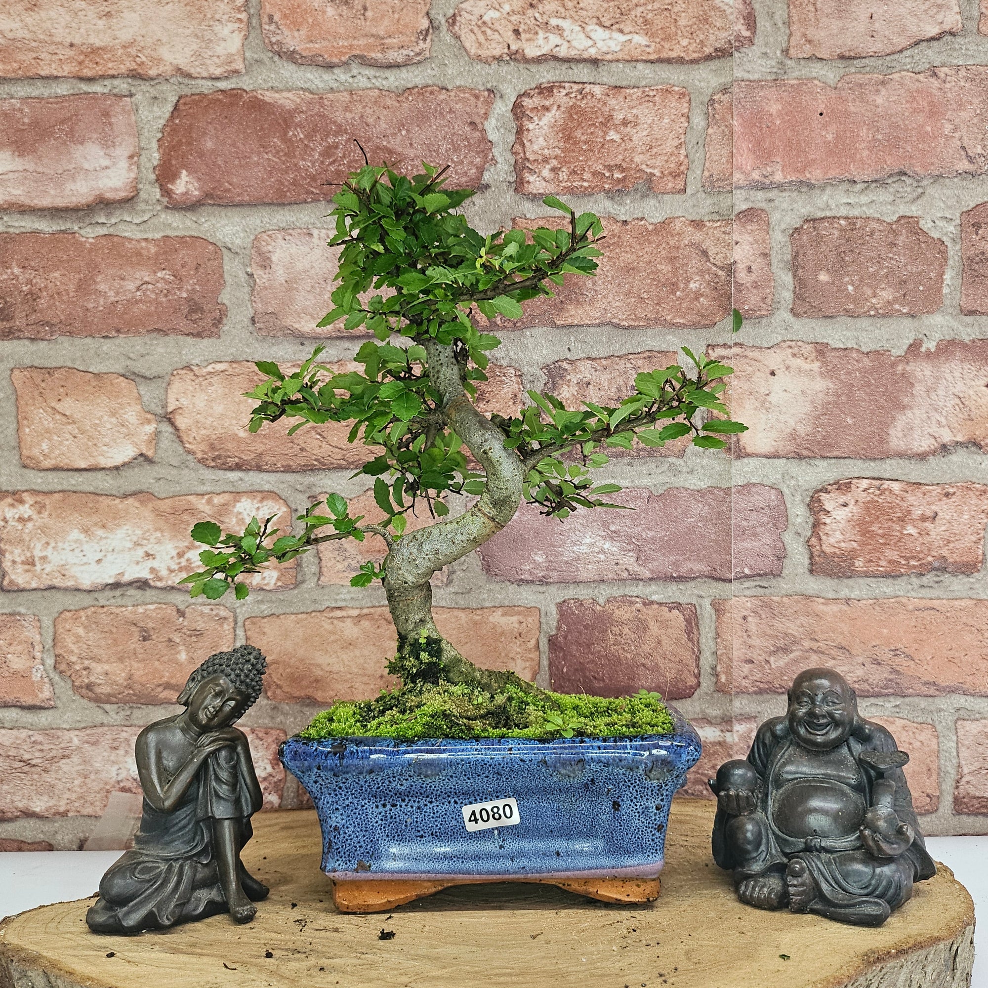 Chinese Elm (Ulmus Parvifolia) Bonsai Tree | Shaped | In 15cm Pot  | S251975