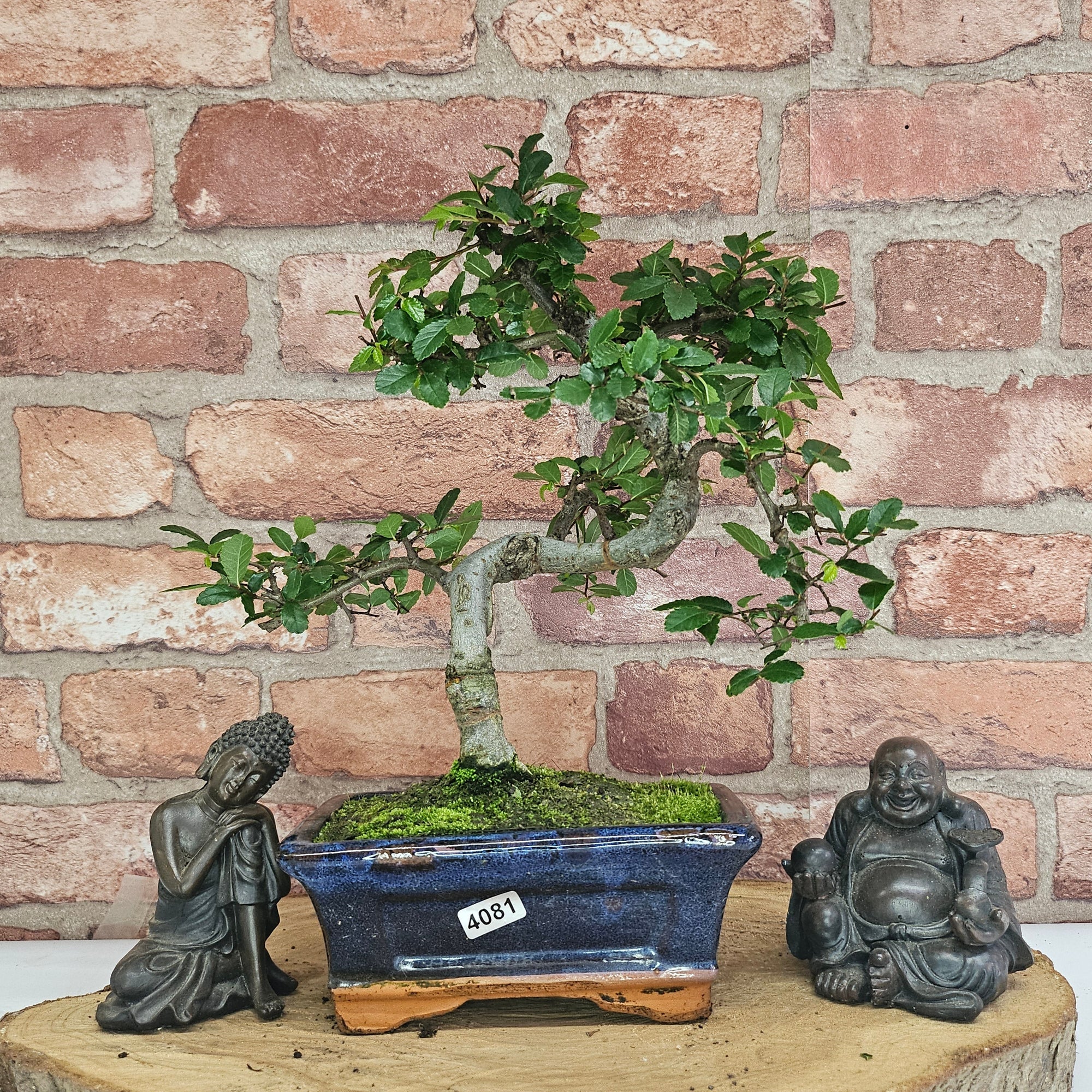 Chinese Elm (Ulmus Parvifolia) Bonsai Tree | Shaped | In 15cm Pot  | S251975