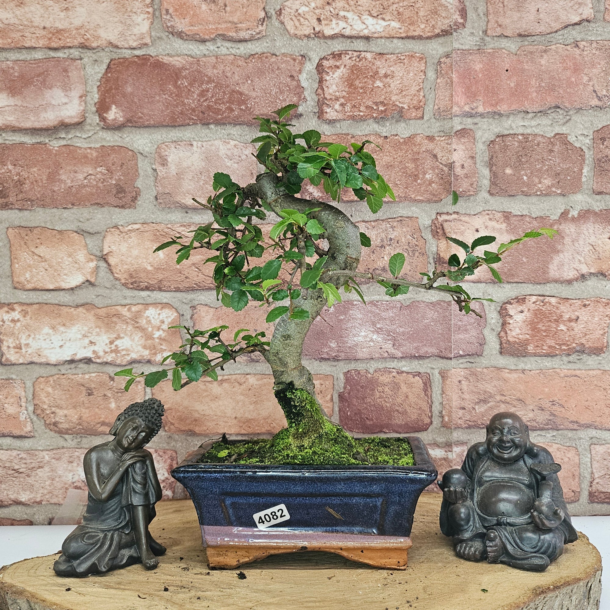 Chinese Elm (Ulmus Parvifolia) Bonsai Tree | Shaped | In 15cm Pot  | S251975