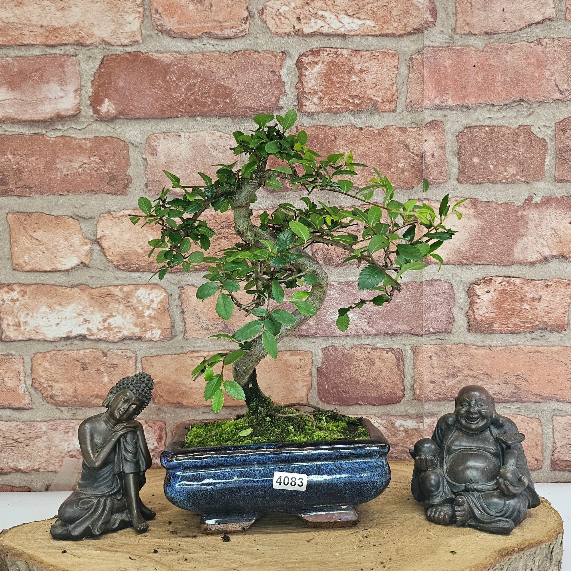 Chinese Elm (Ulmus Parvifolia) Bonsai Tree | Shaped | In 15cm Pot  | S251975