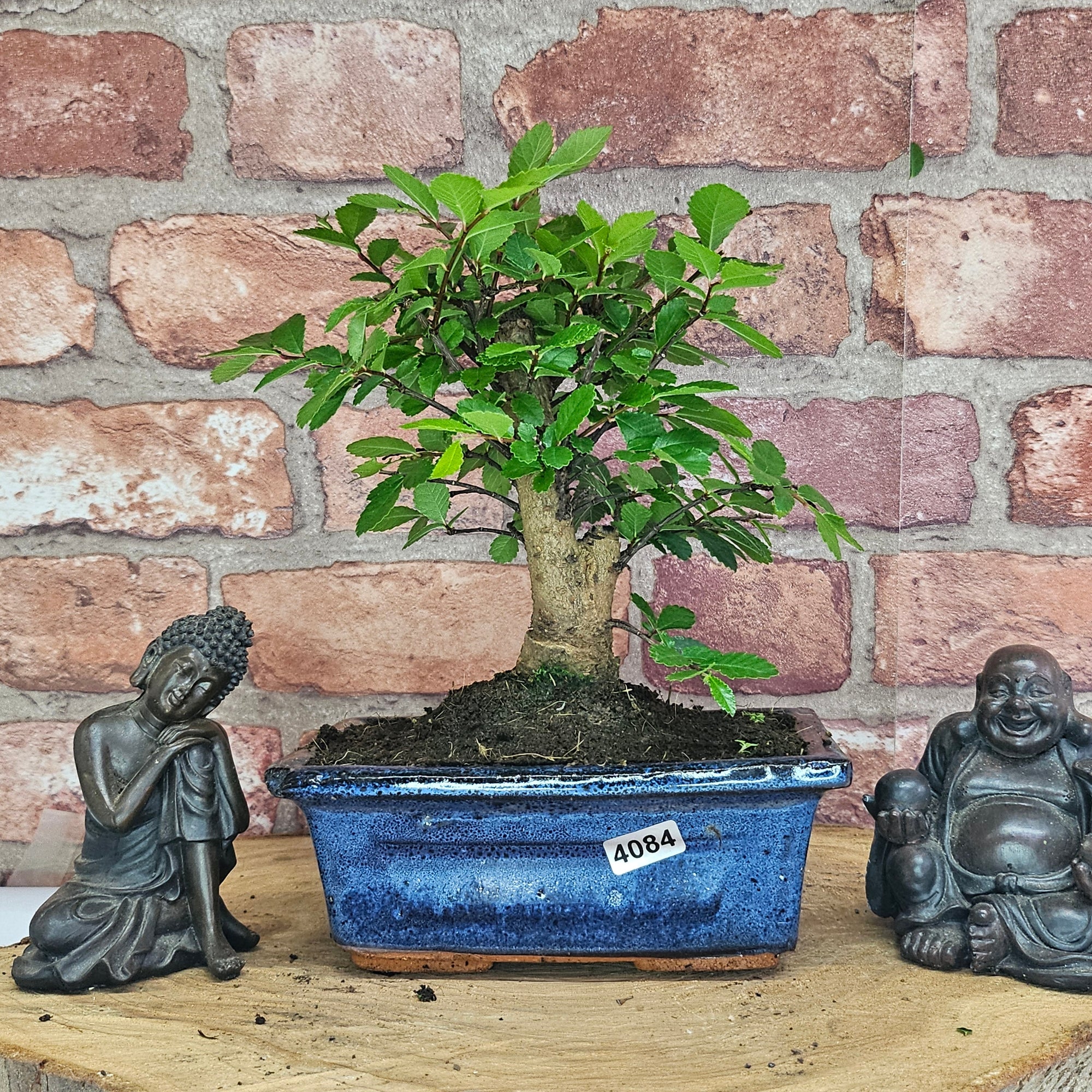 Chinese Elm (Ulmus Parvifolia) Bonsai Tree | Broom | In 15cm Pot  | S251976