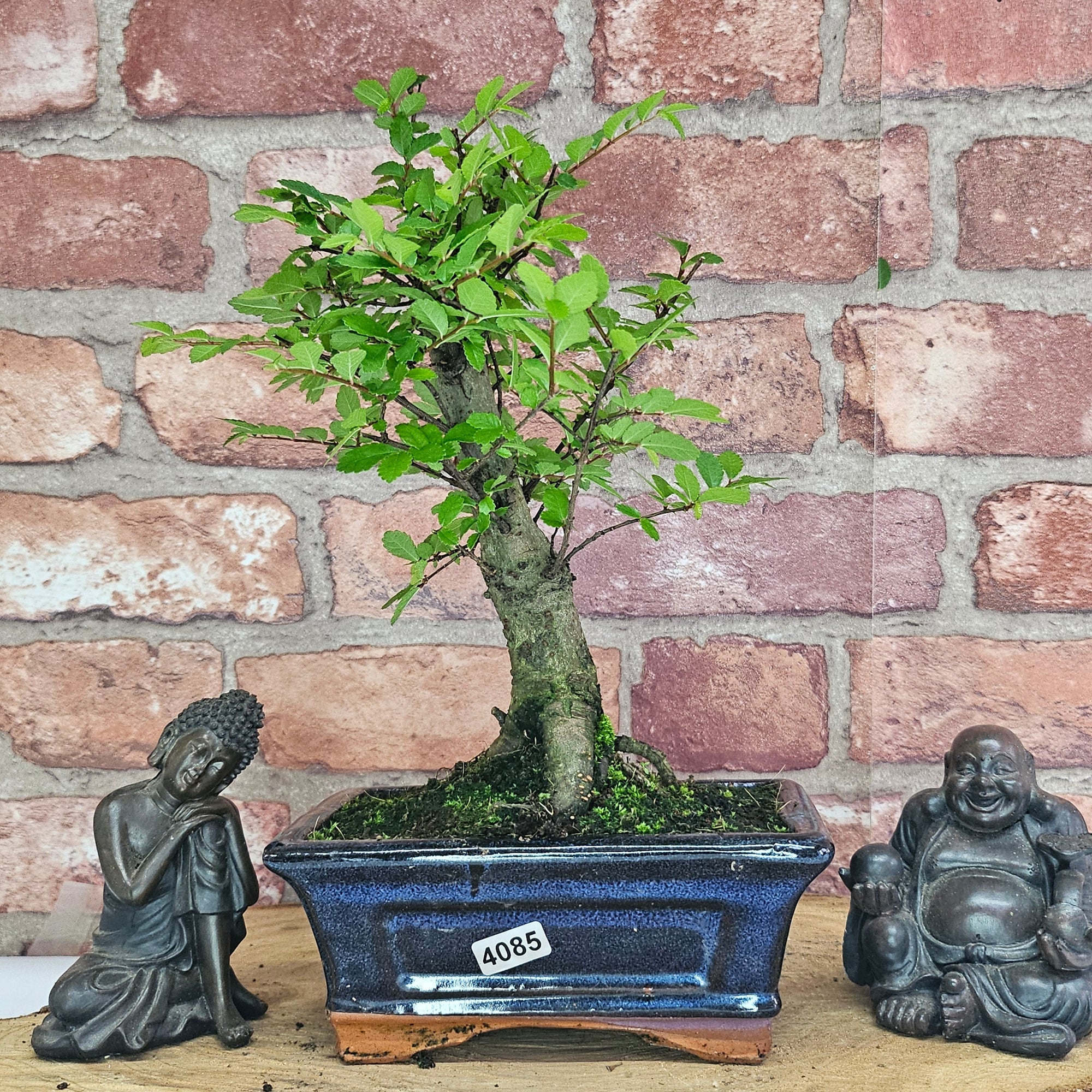 Chinese Elm (Ulmus Parvifolia) Bonsai Tree | Broom | In 15cm Pot  | S251976