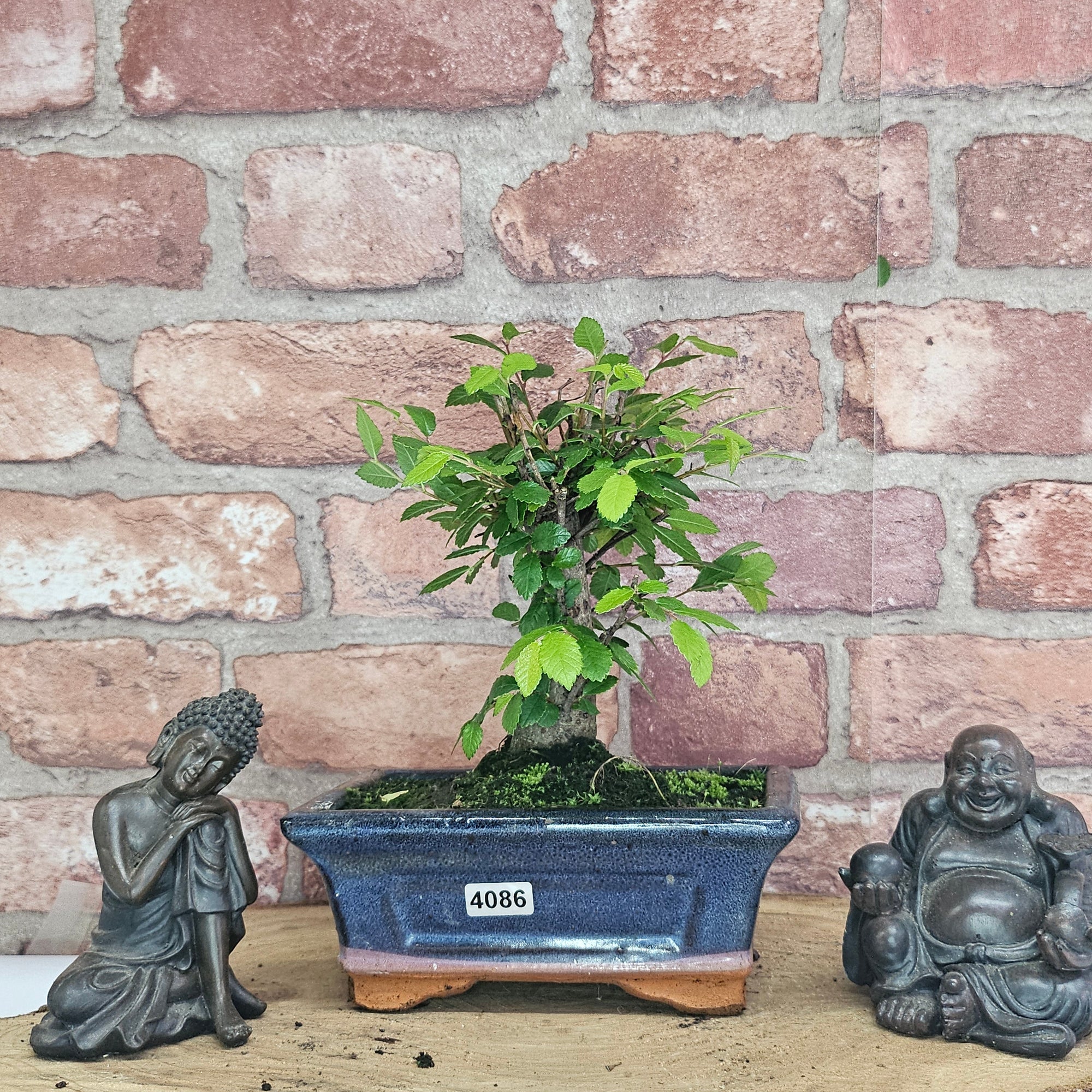 Chinese Elm (Ulmus Parvifolia) Bonsai Tree | Broom | In 15cm Pot  | S251976