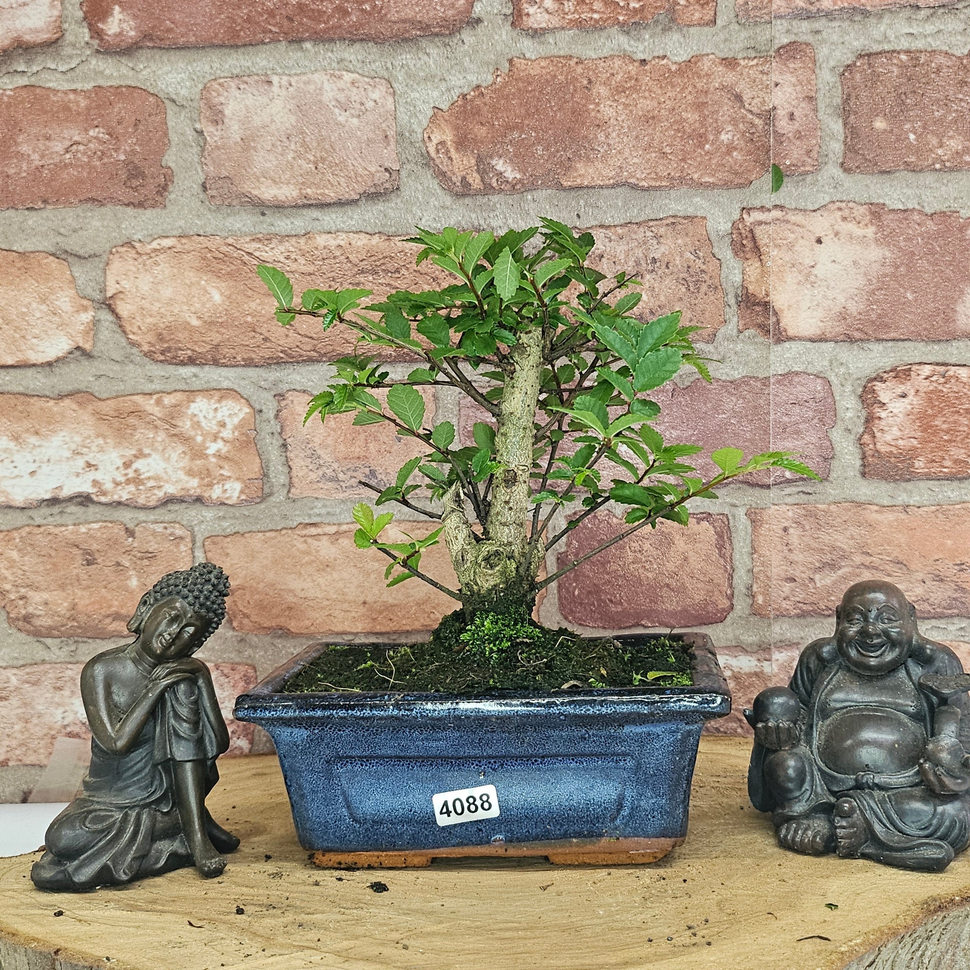 Chinese Elm (Ulmus Parvifolia) Bonsai Tree | Broom | In 15cm Pot  | S251976
