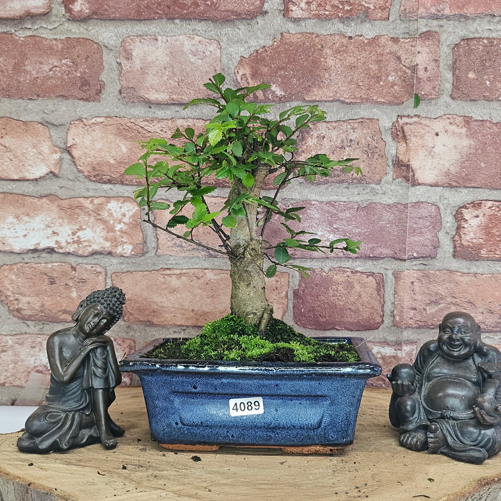 Chinese Elm (Ulmus Parvifolia) Bonsai Tree | Broom | In 15cm Pot  | S251976