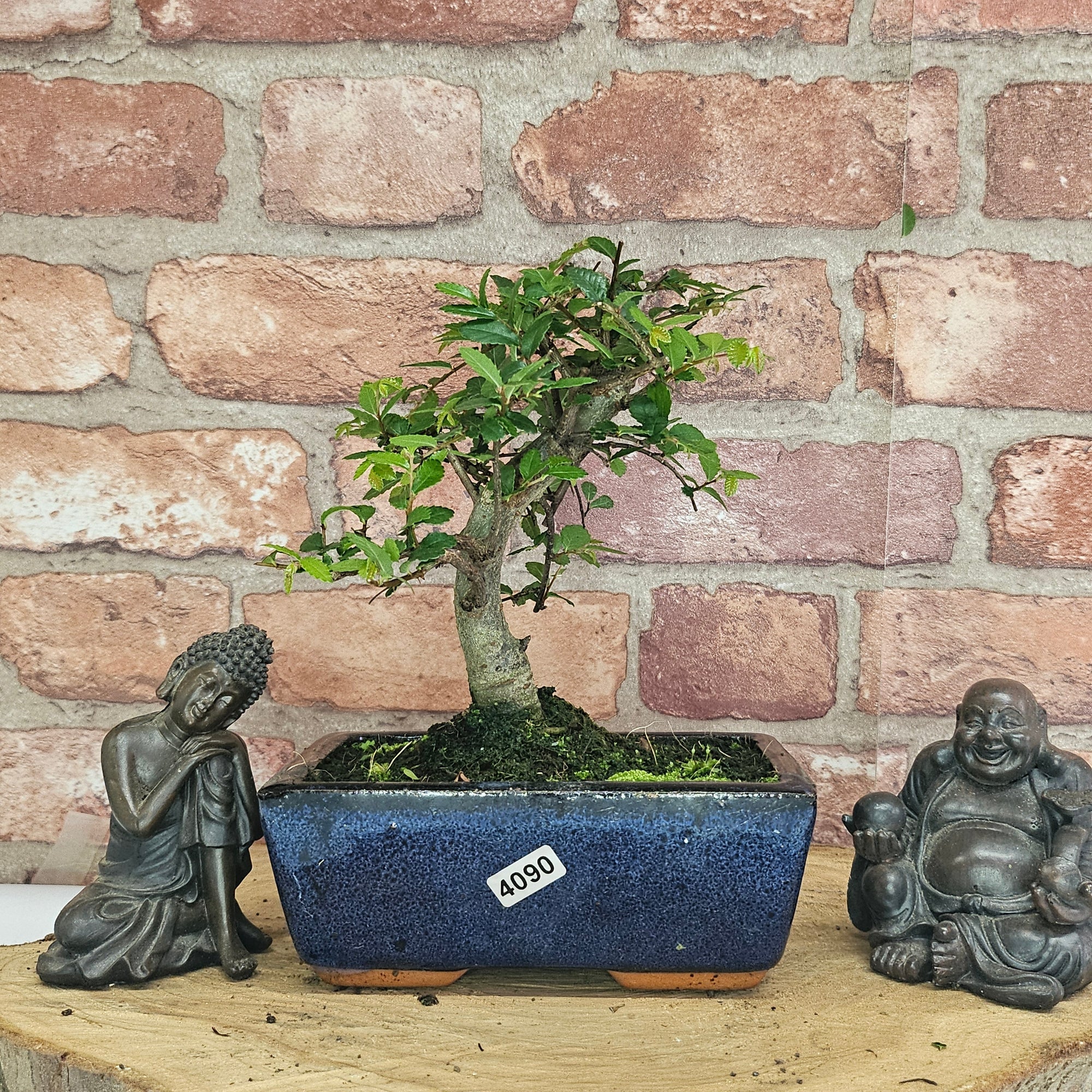 Chinese Elm (Ulmus Parvifolia) Bonsai Tree | Broom | In 15cm Pot  | S251976