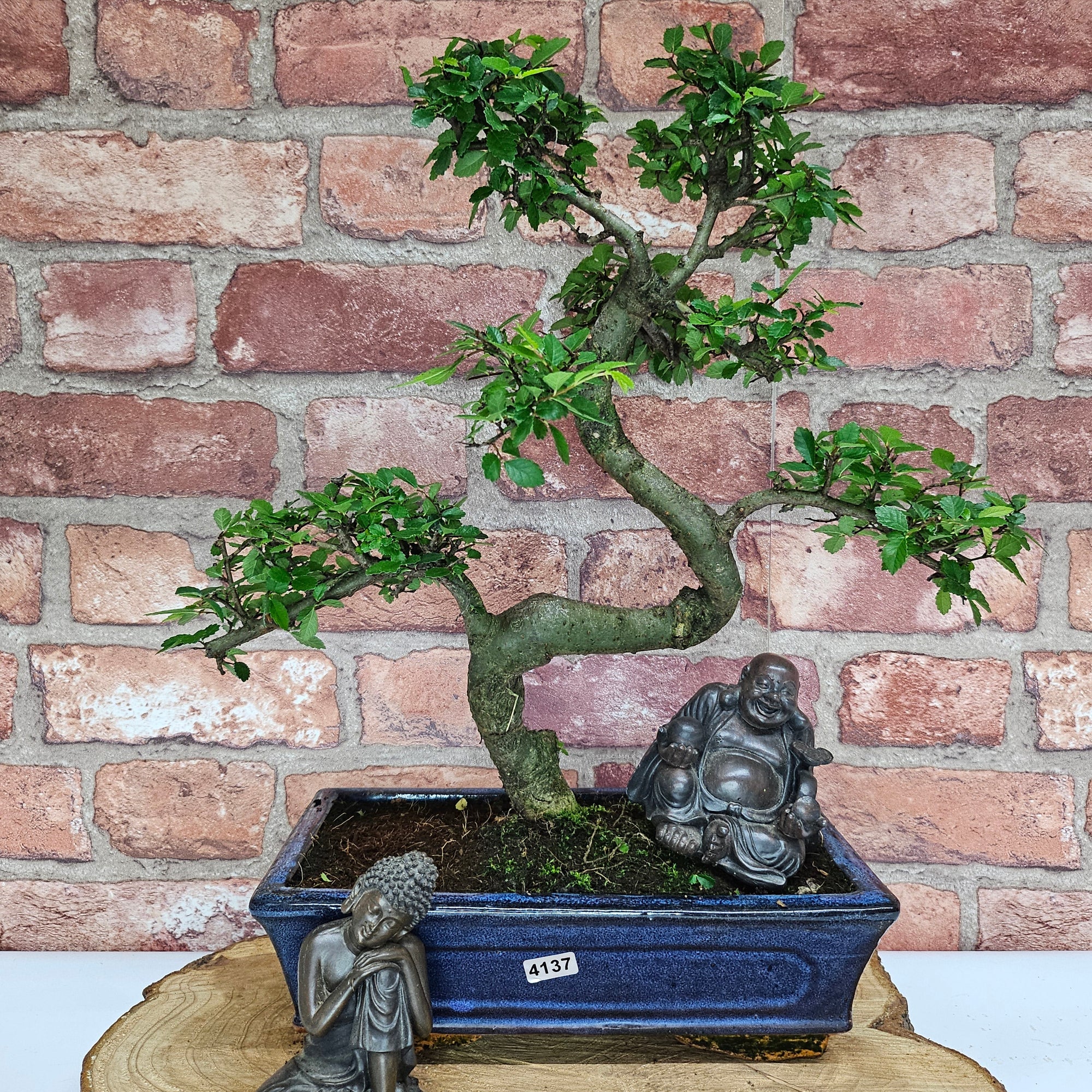 Chinese Elm (Ulmus Parvifolia) Bonsai Tree | Shaped | In 25cm Pot  | S251971