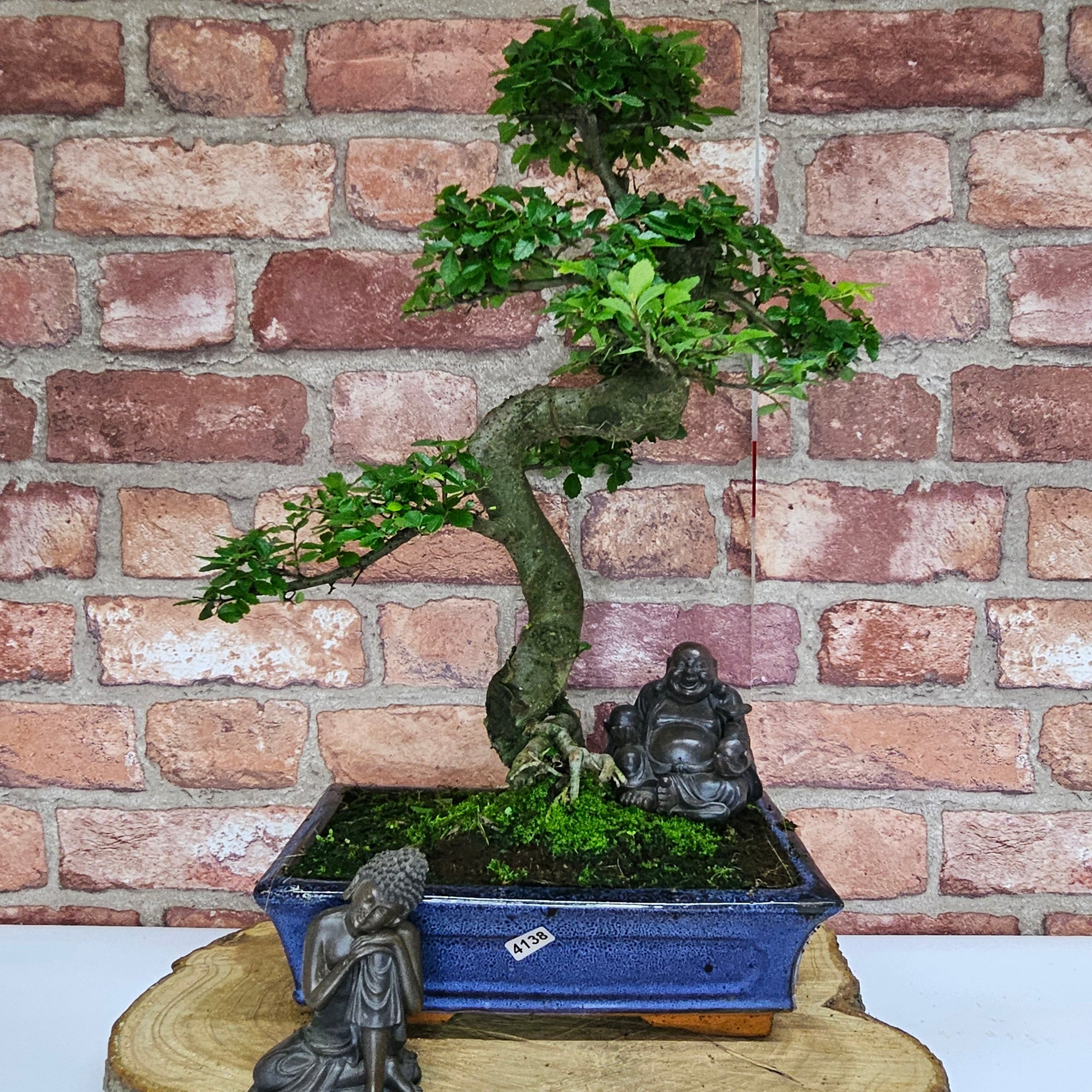 Chinese Elm (Ulmus Parvifolia) Bonsai Tree | Shaped | In 25cm Pot  | S251971