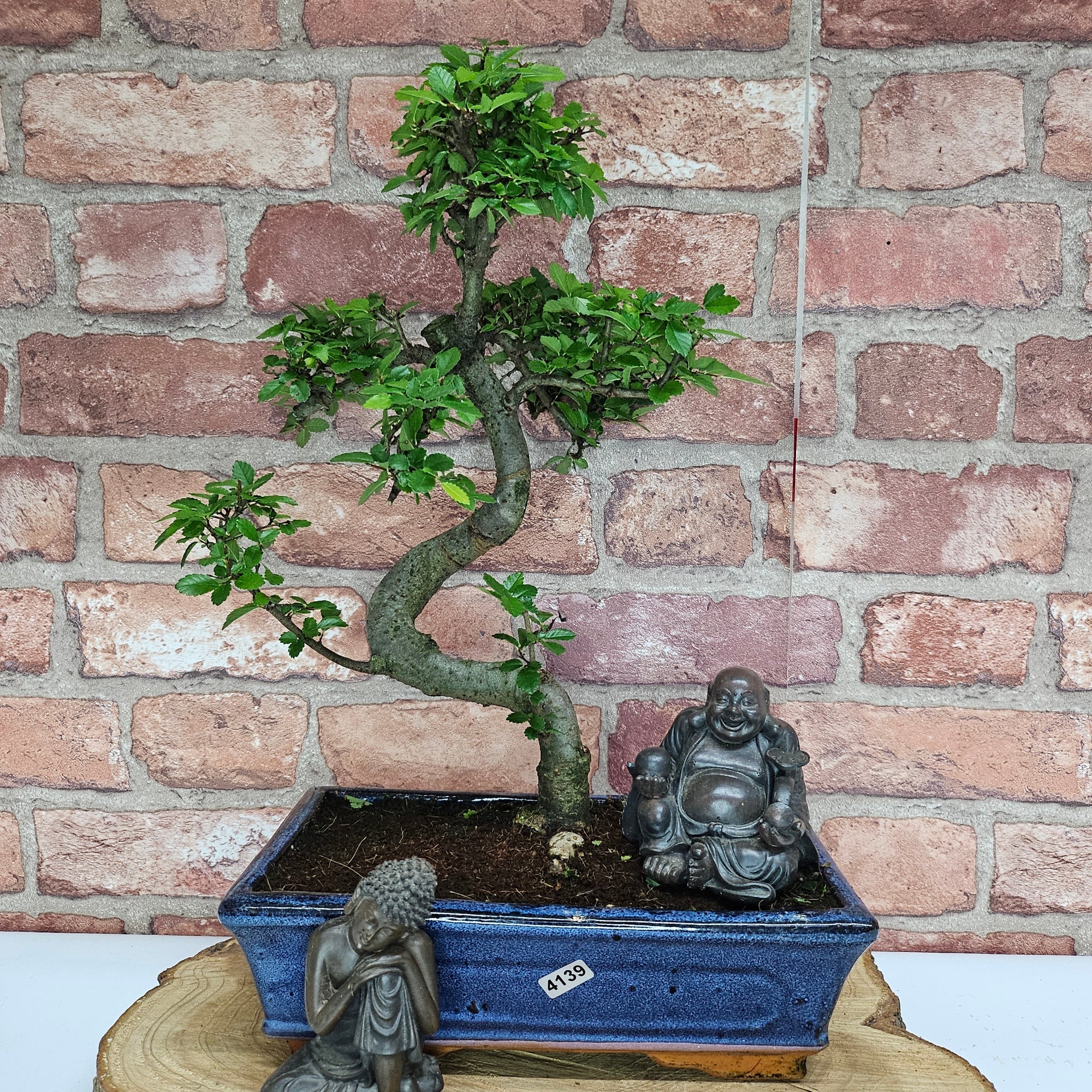Chinese Elm (Ulmus Parvifolia) Bonsai Tree | Shaped | In 25cm Pot  | S251971