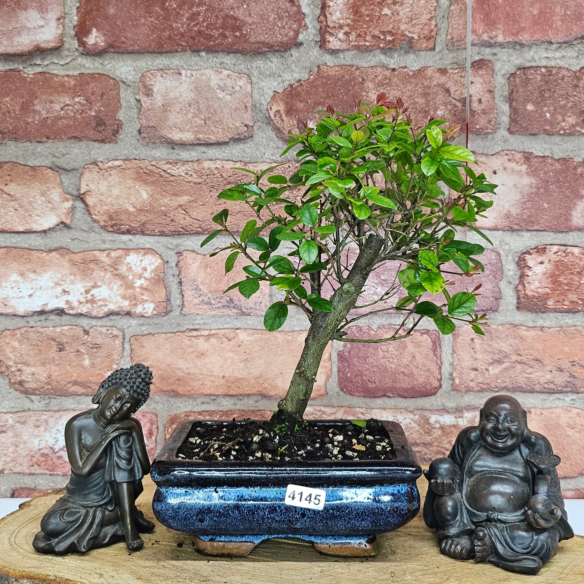 Bird Plum (Sageretia) Bonsai Tree | Broom | In 15cm Pot  | S251964