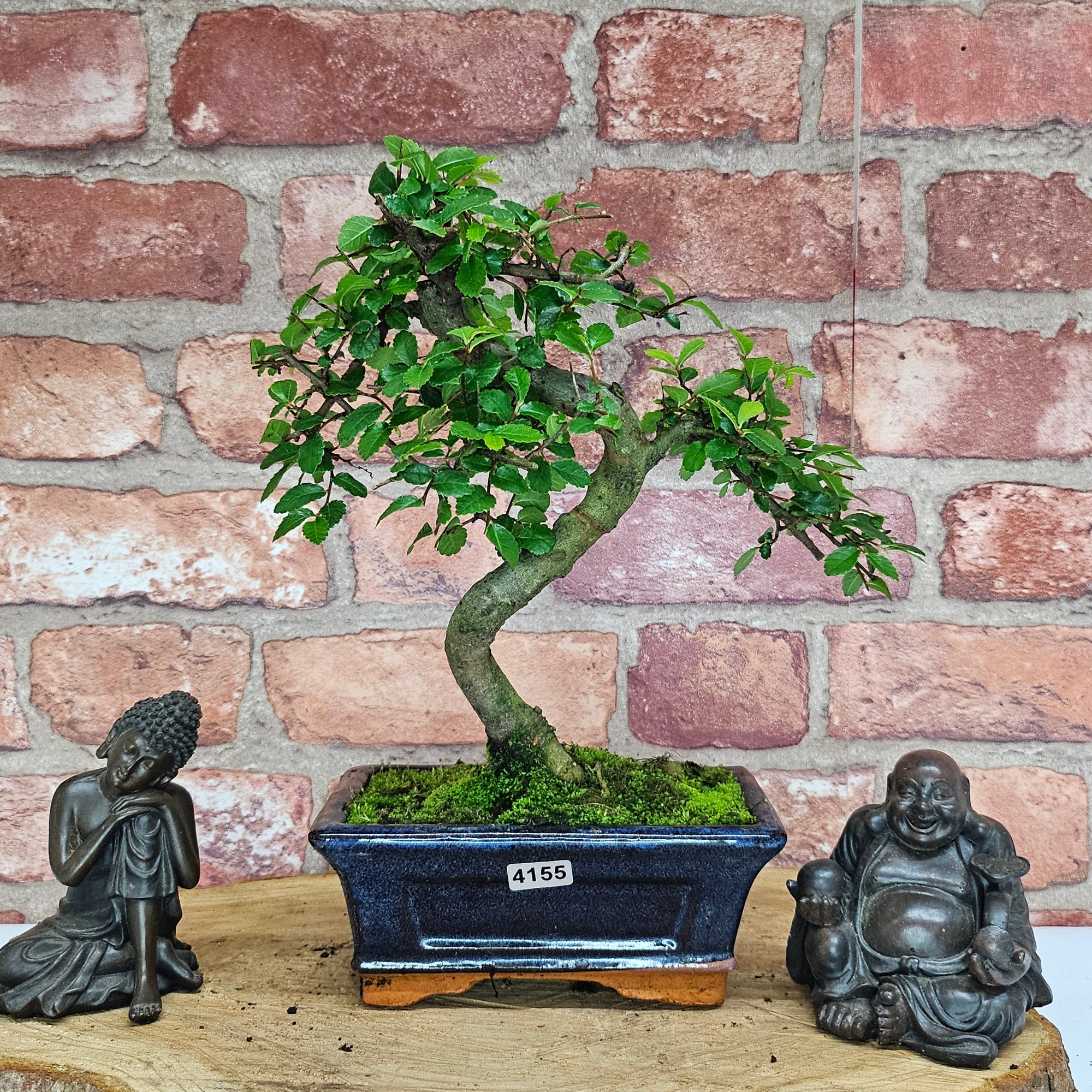 Chinese Elm (Ulmus Parvifolia) Bonsai Tree | Shaped | In 15cm Pot  | S251975