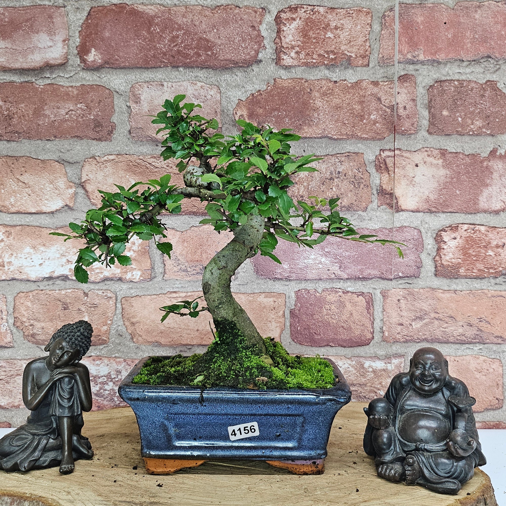 Chinese Elm (Ulmus Parvifolia) Bonsai Tree | Shaped | In 15cm Pot  | S251975