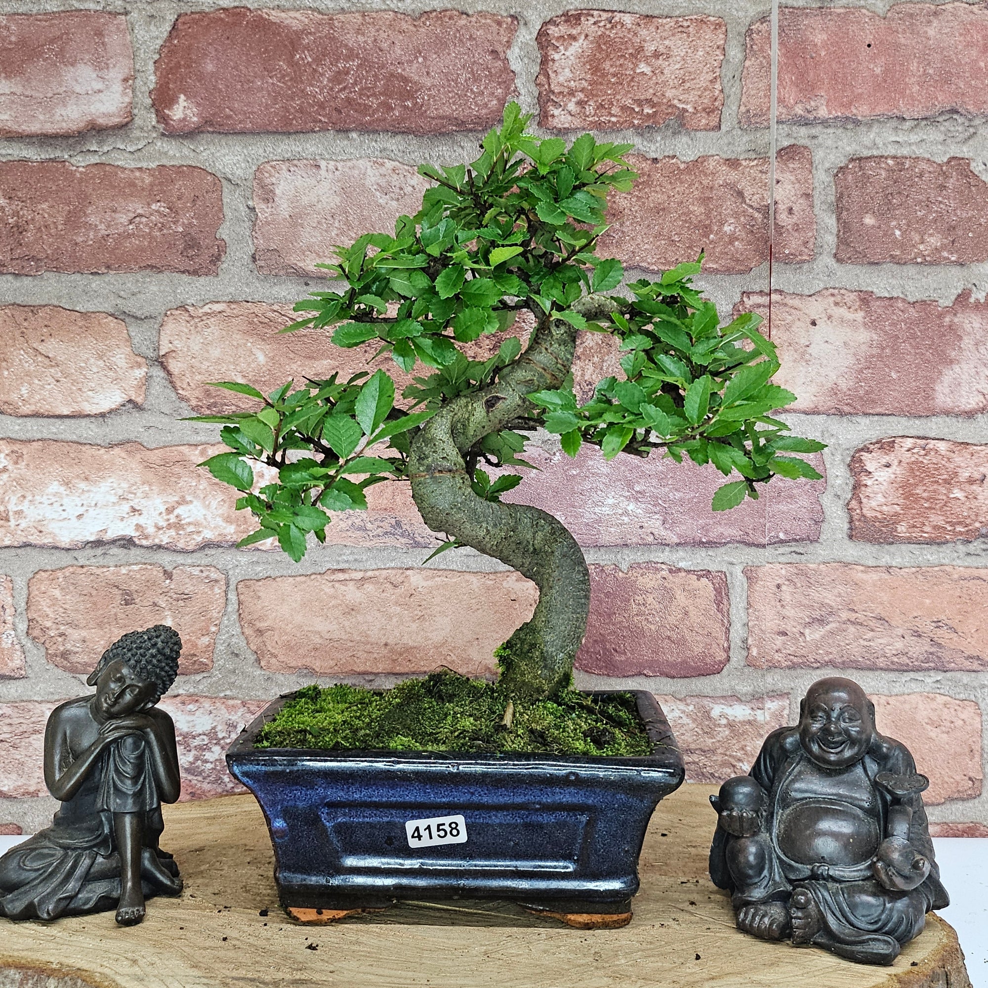 Chinese Elm (Ulmus Parvifolia) Bonsai Tree | Shaped | In 15cm Pot  | S251975